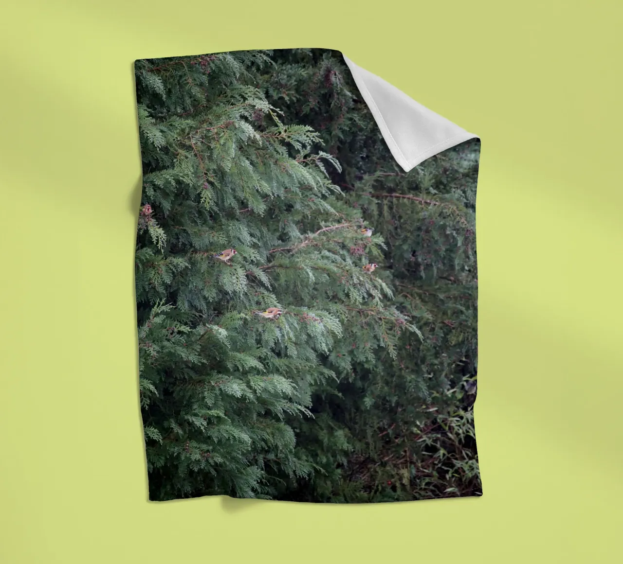 Cardellini su un albero di conifere coperta in pile da Jack C Photography