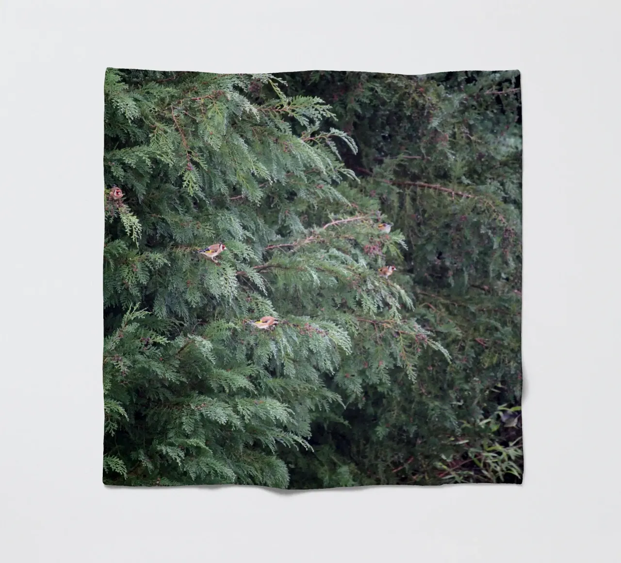 Cardellini su un albero di conifere coperta in pile da Jack C Photography