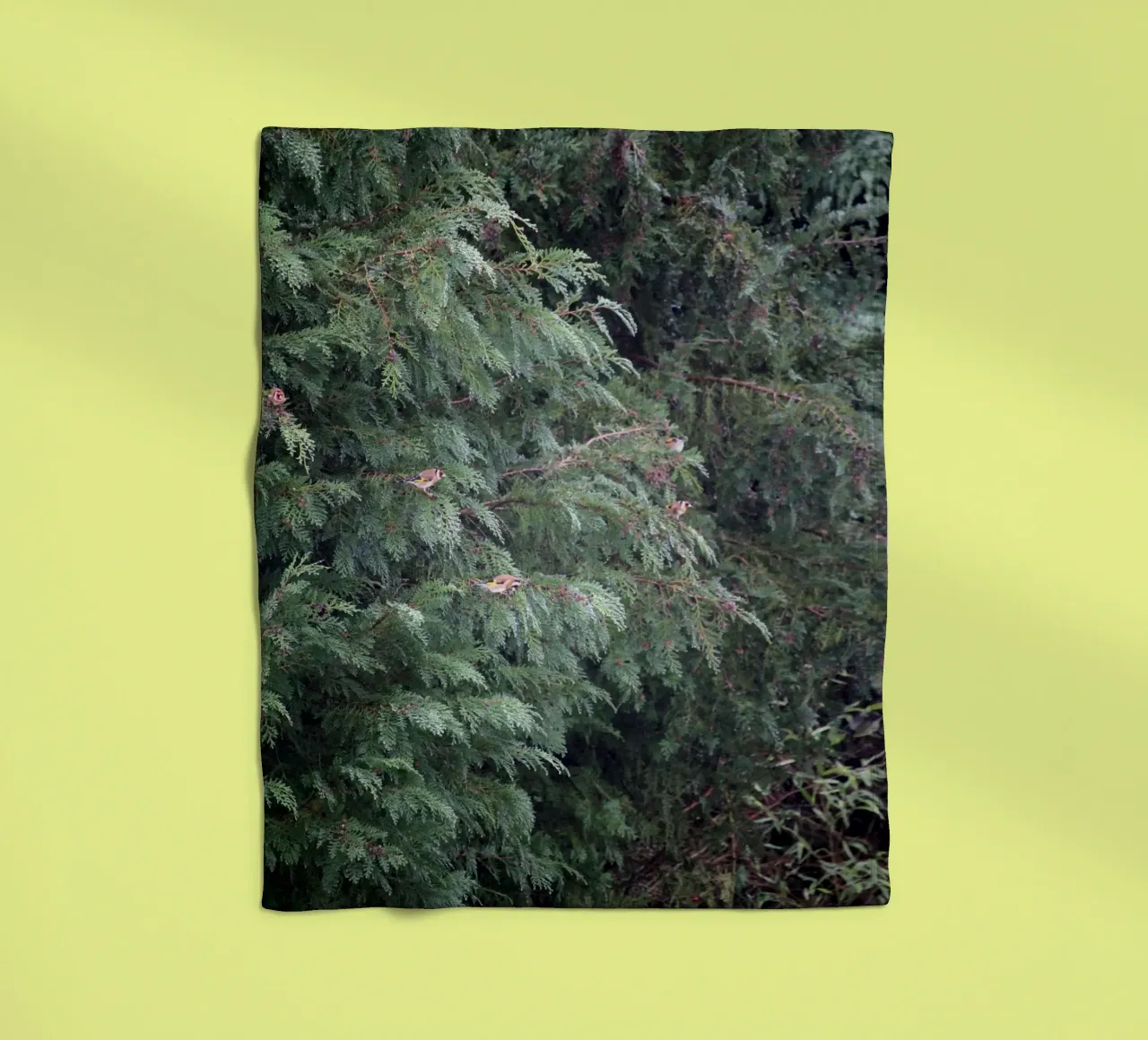 Cardellini su un albero di conifere coperta in pile da Jack C Photography