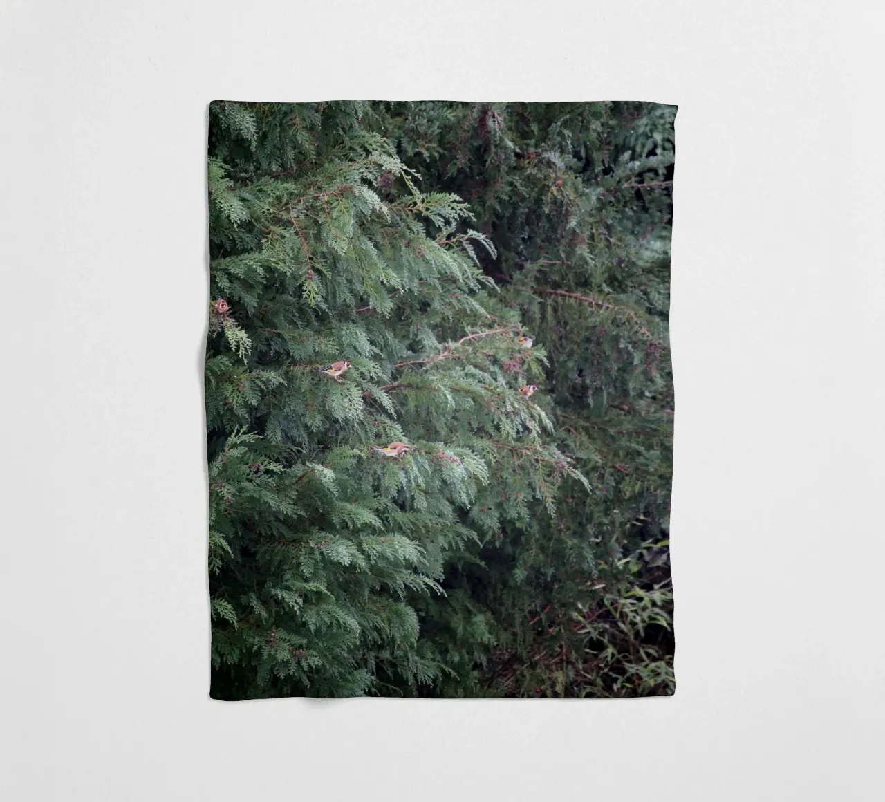 Cardellini su un albero di conifere coperta in pile da Jack C Photography