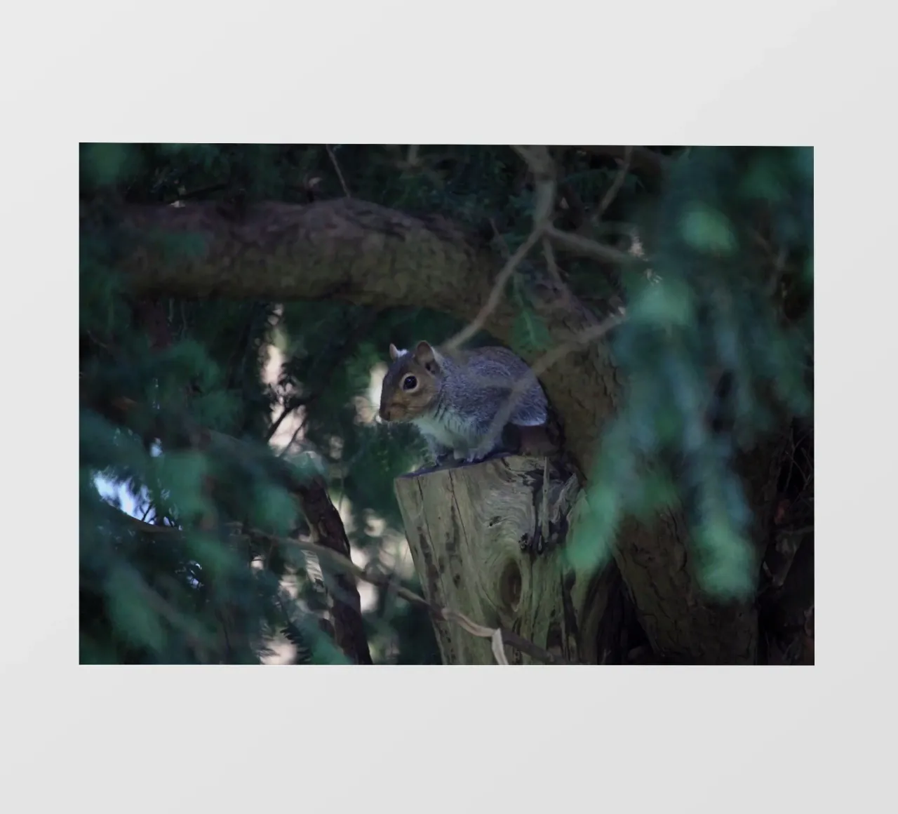 Scoiattolo appollaiato su un albero telo in pvc da Jack C Photography