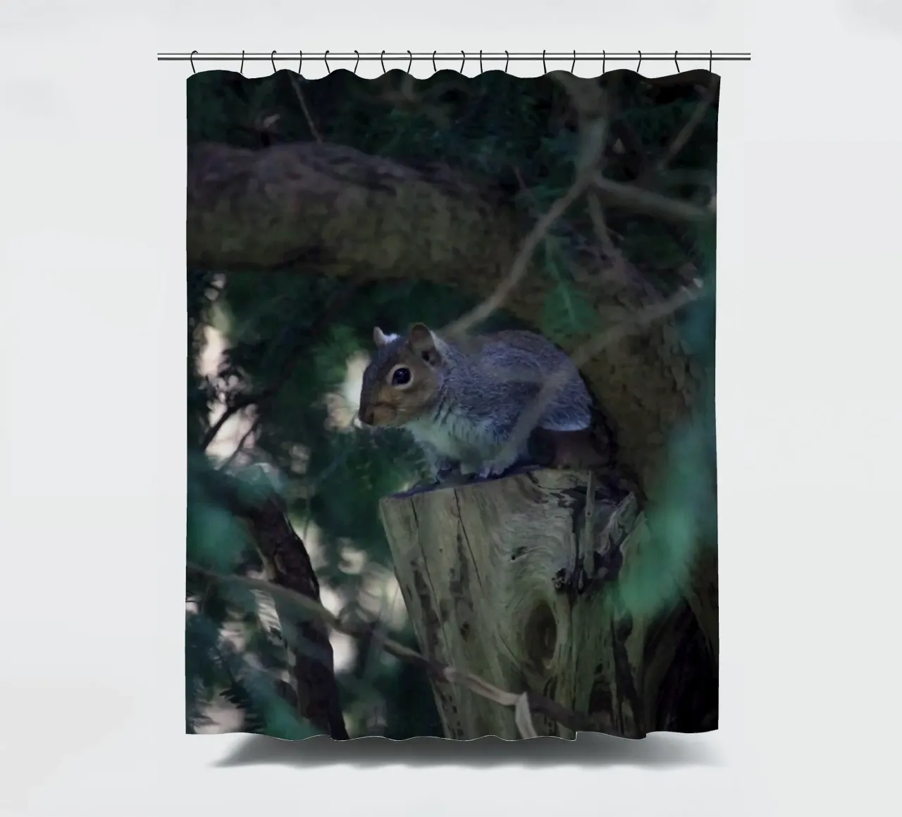 Squirrel Perched in a Tree shower curtain by Jack C Photography