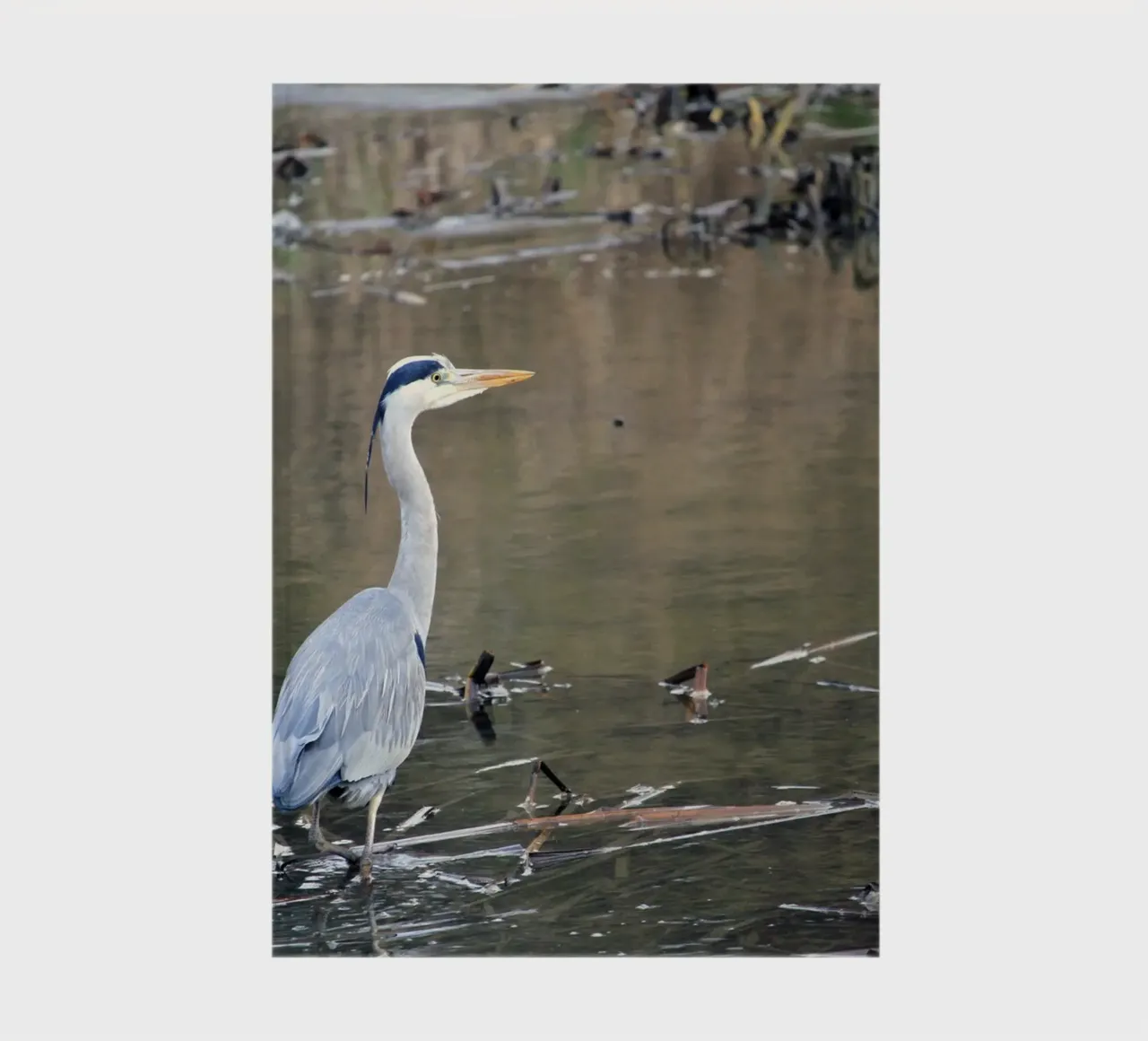 Heron Searching for Fish in a Pond notebook by Jack C Photography