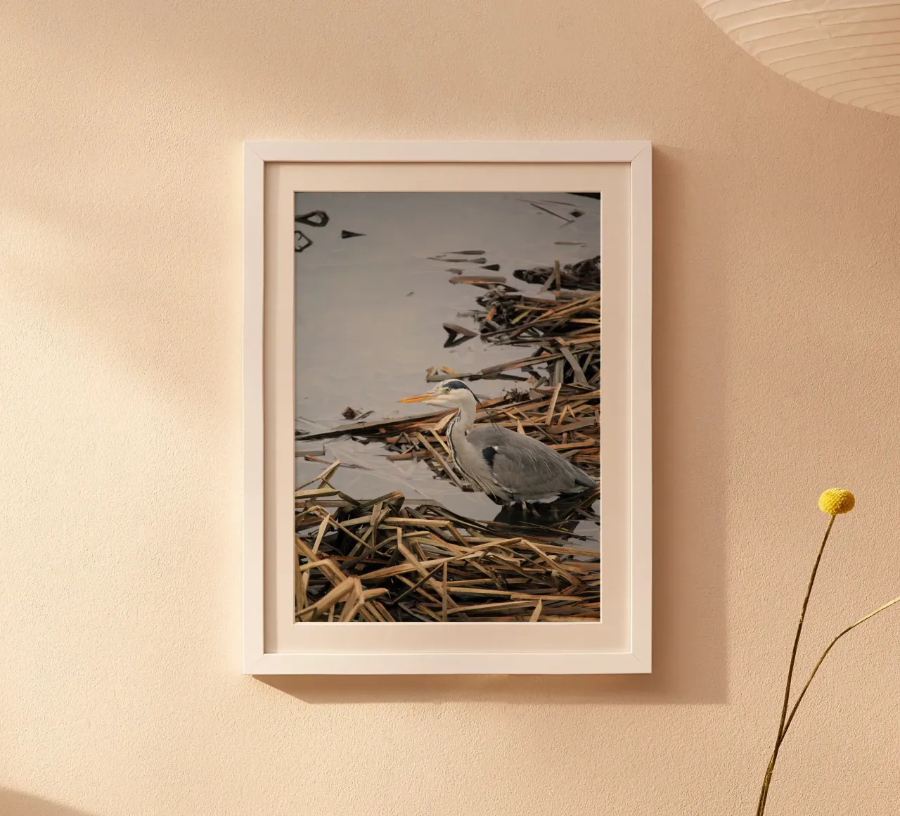 Airone nel canneto poster con telaio in plastica da Jack C Photography