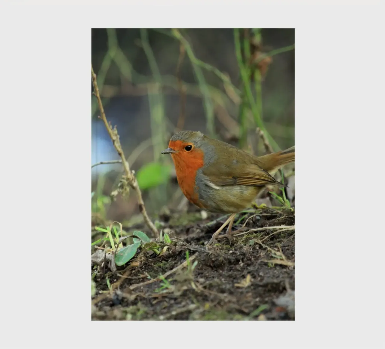 Robin on the Forest Floor notebook by Jack C Photography