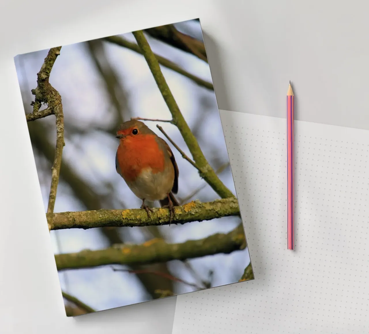 Robin Perched on a Branch in an Winter Tree notebook by Jack C Photography