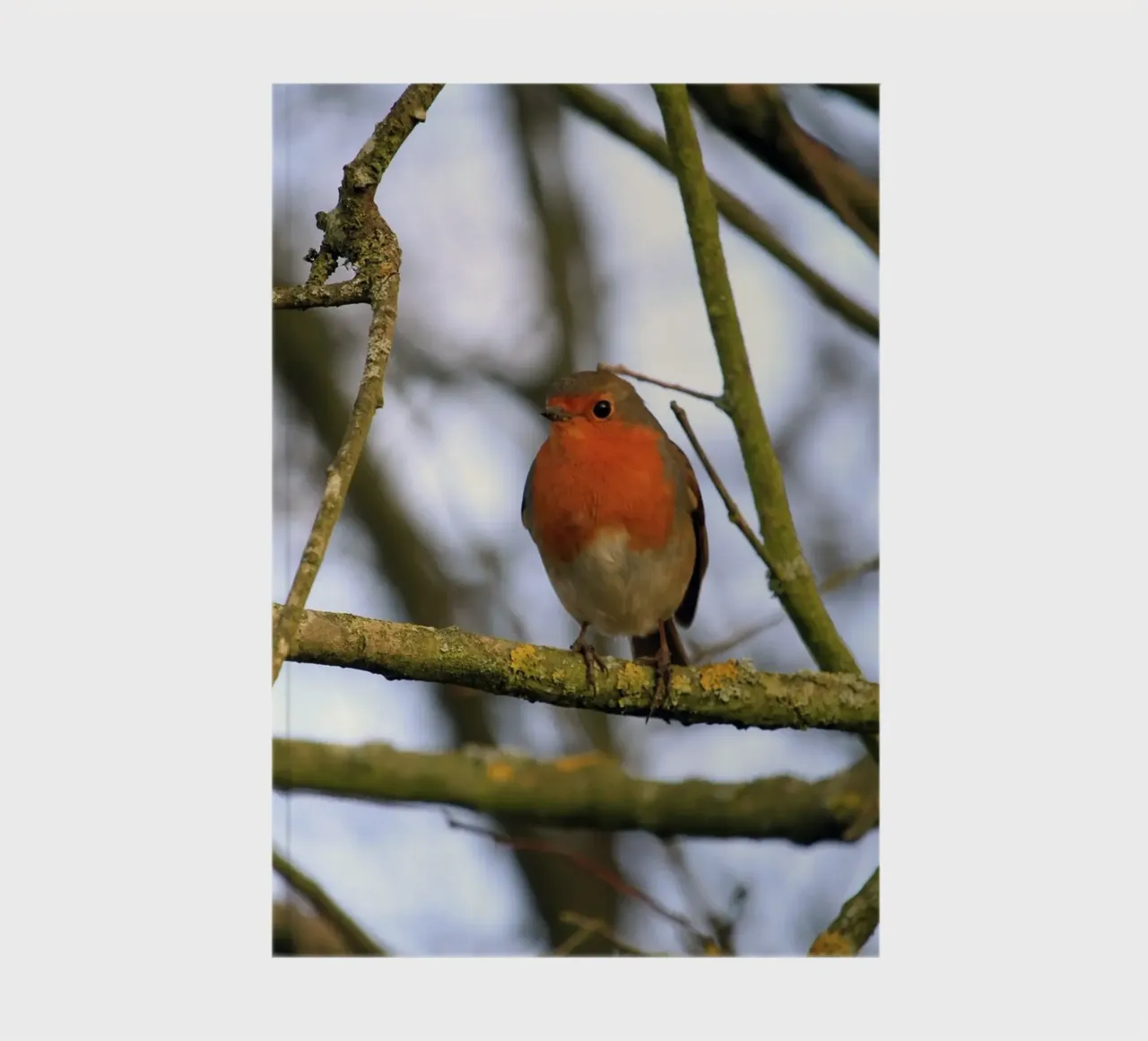 Robin Perched on a Branch in an Winter Tree notebook by Jack C Photography