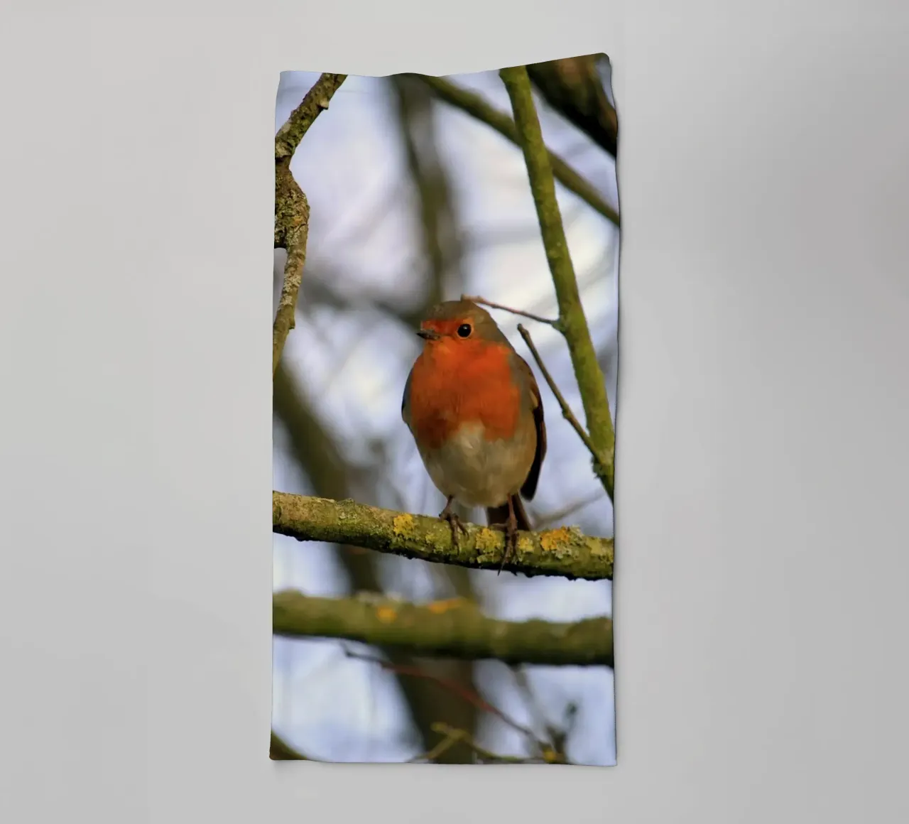 Robin Perched on a Branch in an Winter Tree towel by Jack C Photography