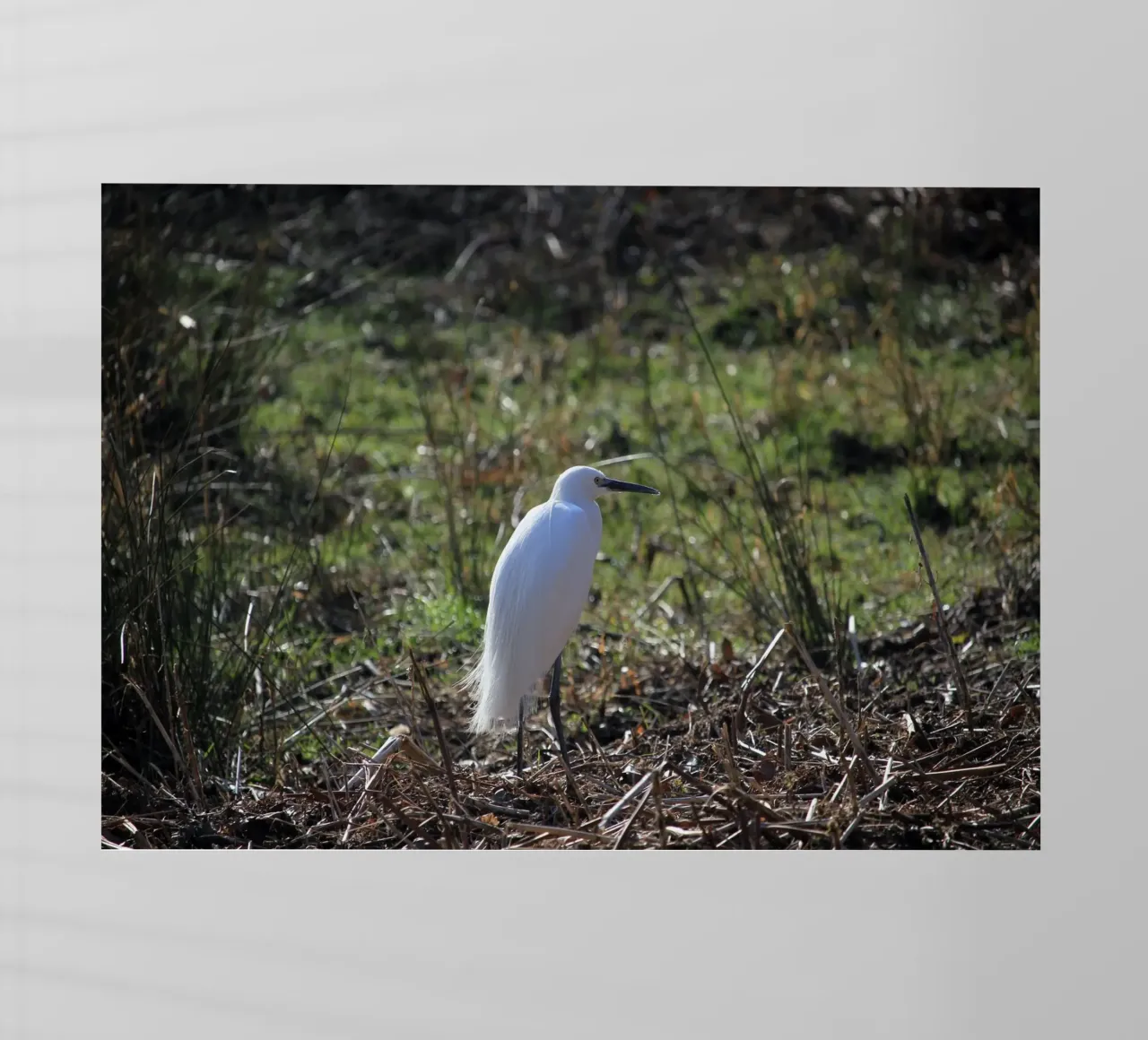 Uccello Garzetta pellicola backlit da Jack C Photography