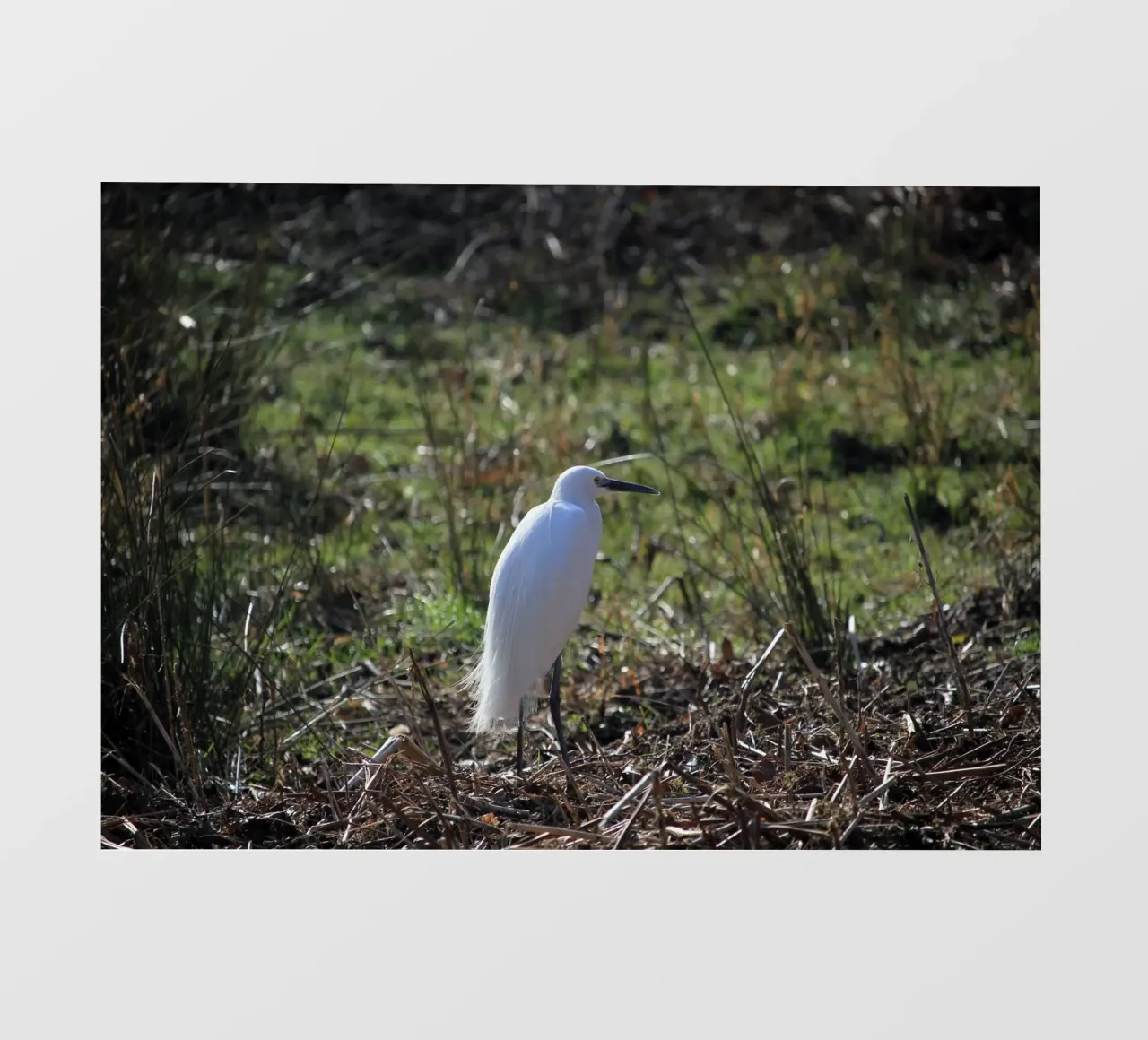 Uccello Garzetta pellicola backlit da Jack C Photography