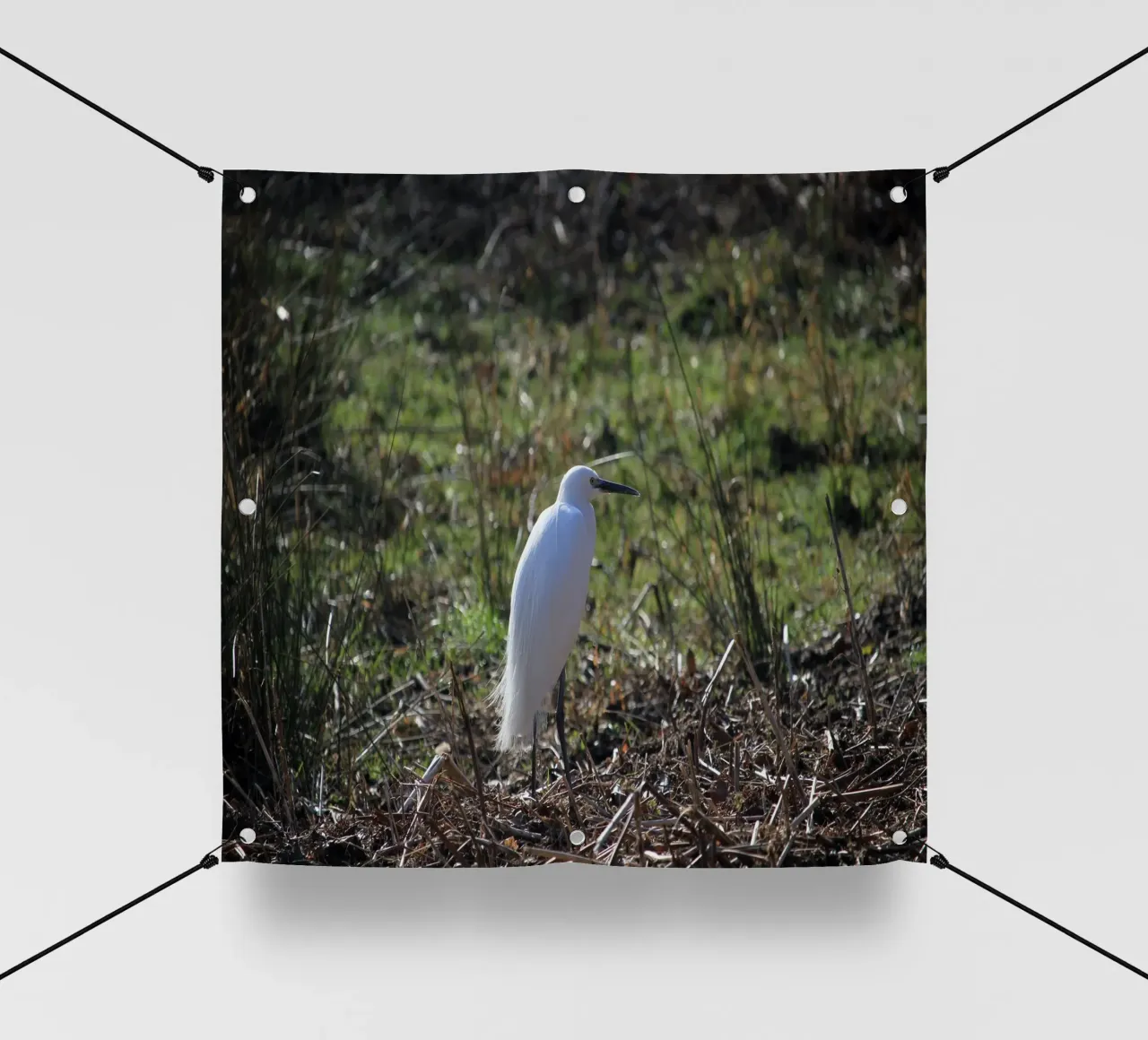 Uccello Garzetta telo in pvc da Jack C Photography