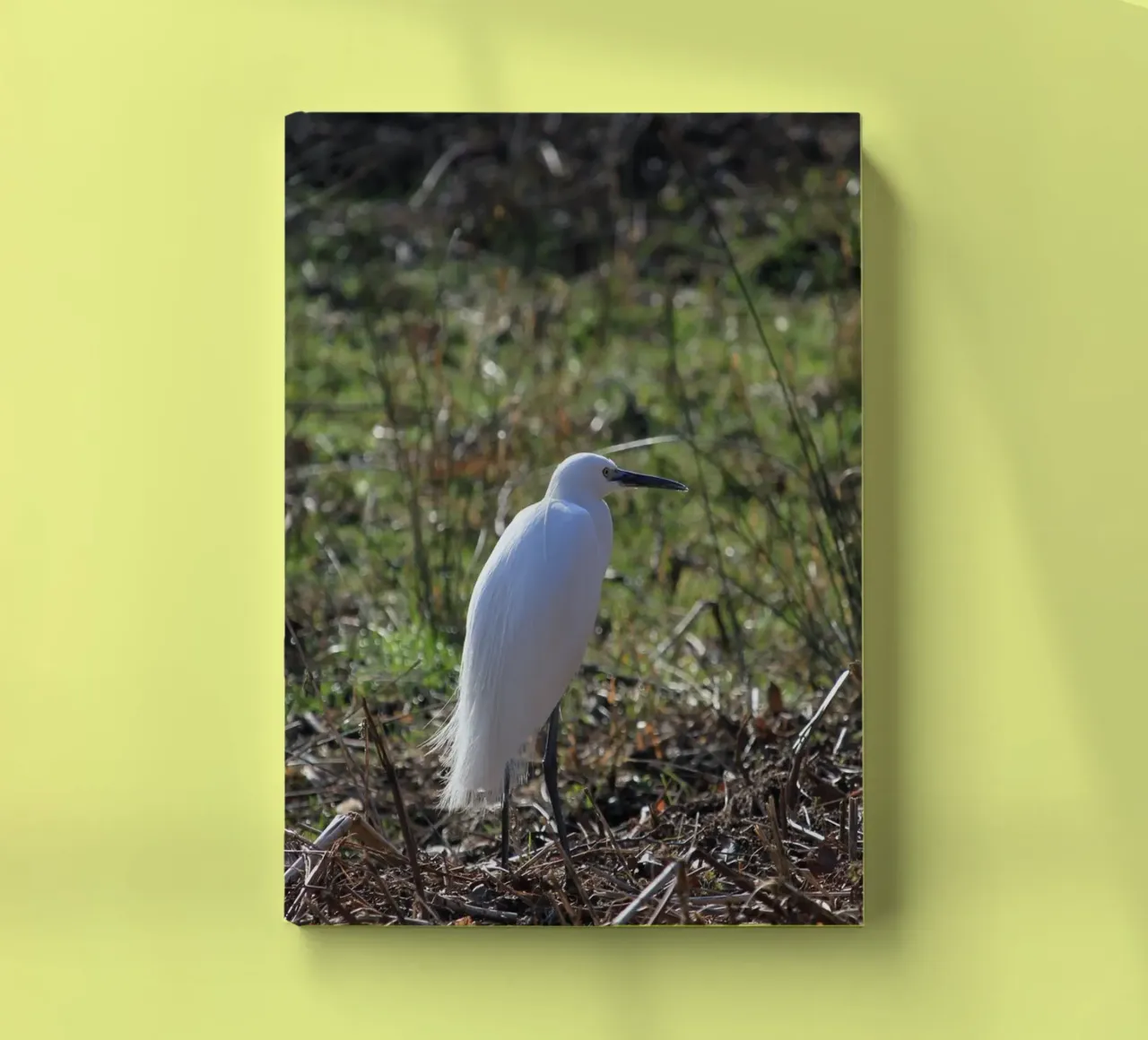 Little Egret Bird notebook by Jack C Photography