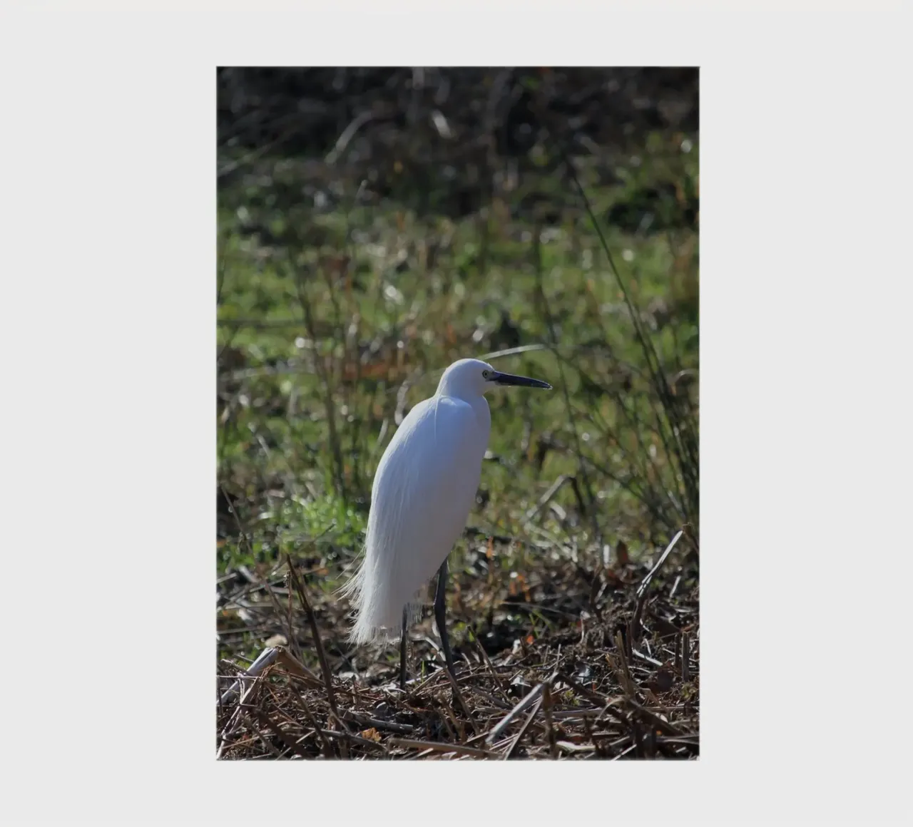 Little Egret Bird notebook by Jack C Photography