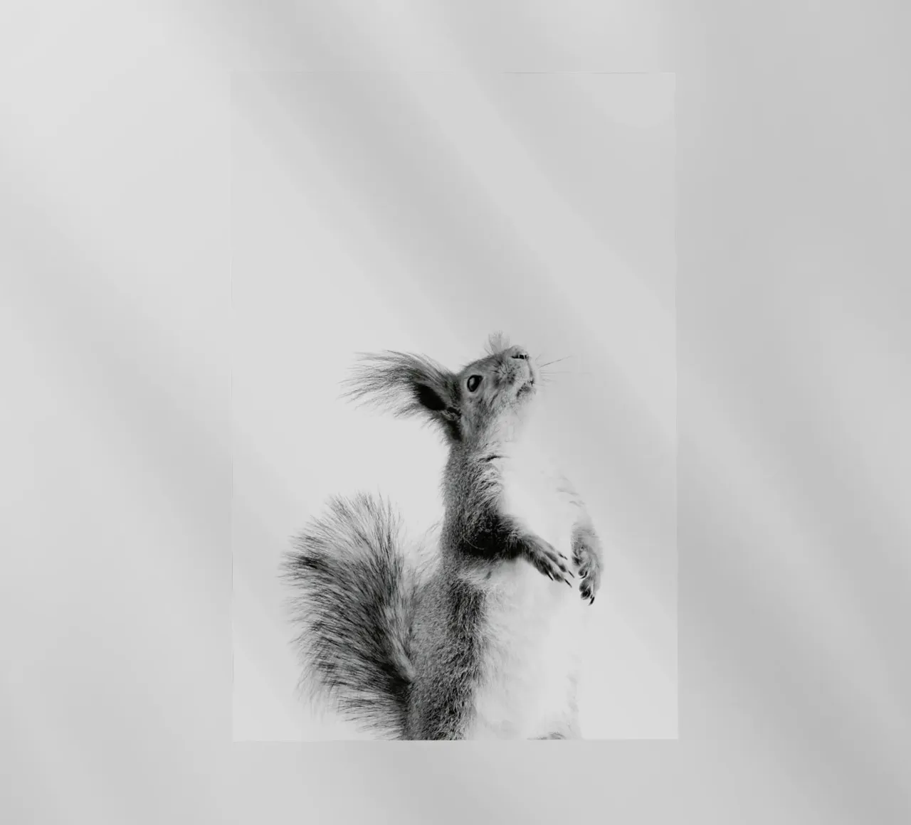 Red Squirrel III pellicola backlit da Paws & Claws