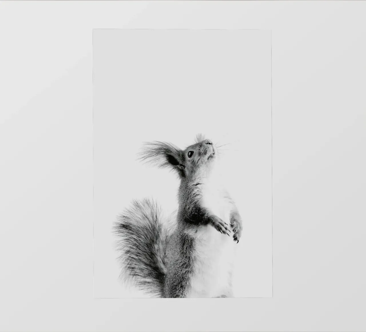 Red Squirrel III pellicola backlit da Paws & Claws
