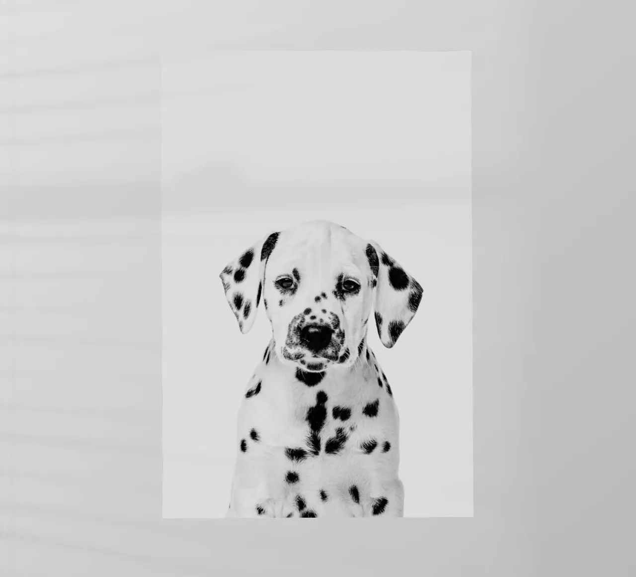 Dalmatian Puppy II pellicola backlit da Paws & Claws