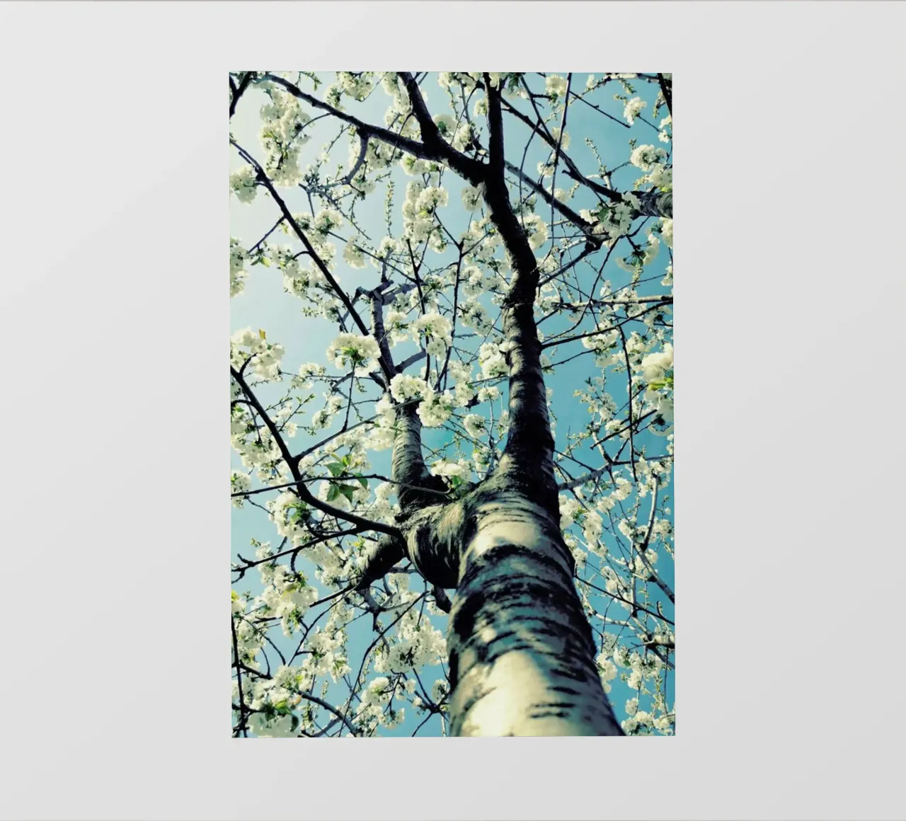 Under The Cherry Tree pellicola backlit da Angelo Cerantola