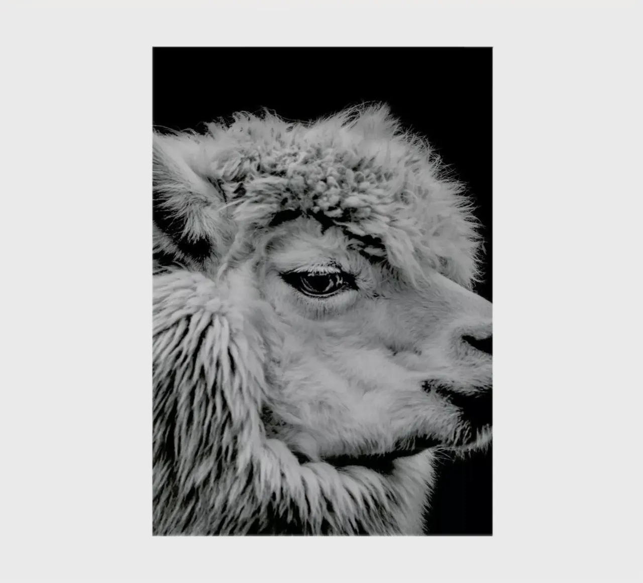 Llama II notebook by Natural Kingdom