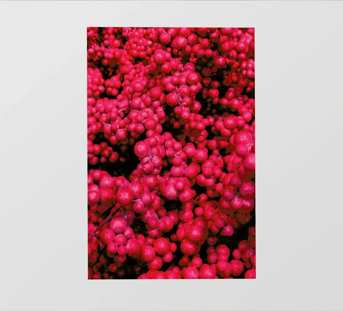 Fruity Pinkness pellicola backlit da Sebastian Hilgetag
