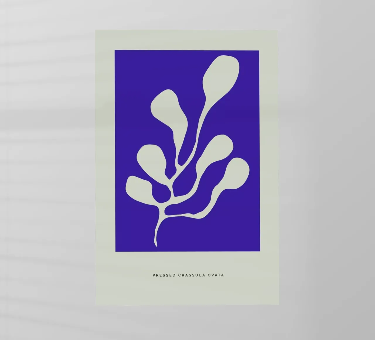 Pressed Crassula Ovata pellicola backlit da Studio One