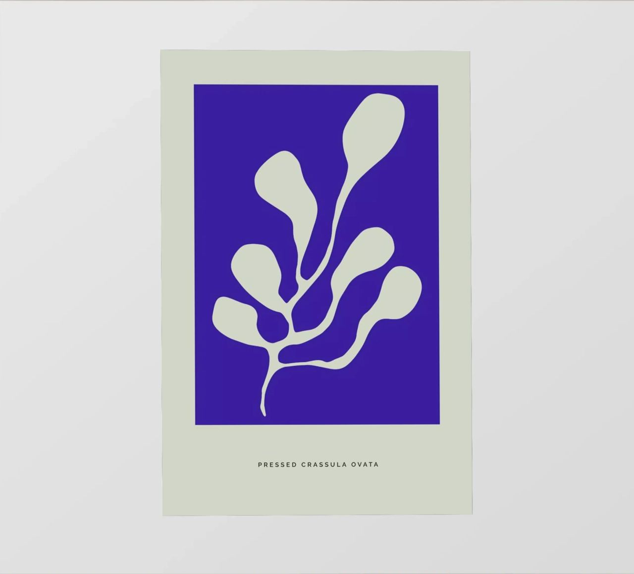 Pressed Crassula Ovata lámina retroiluminada de Studio One