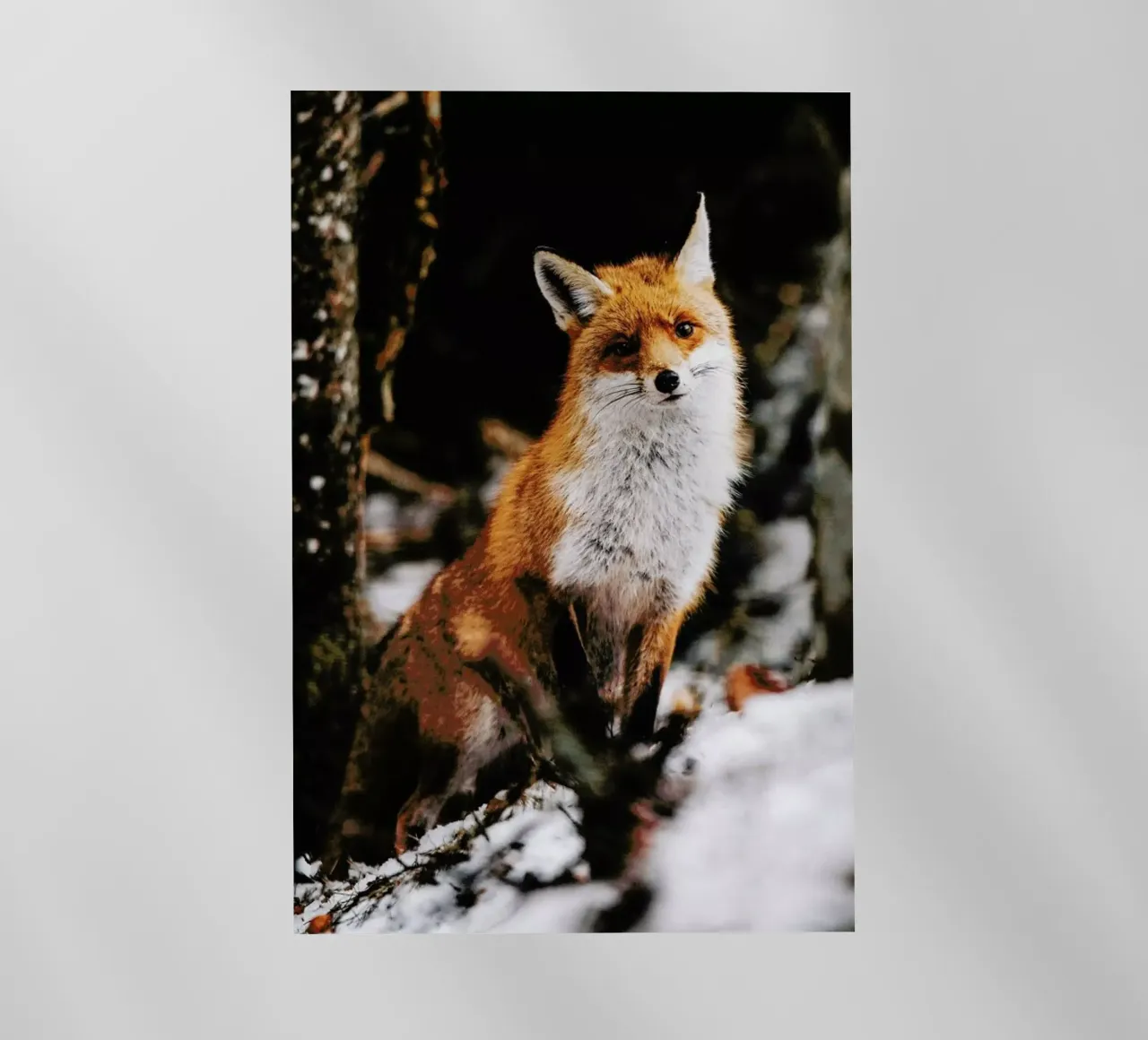 Red Fox pellicola backlit da EyeEm Mobile GmbH