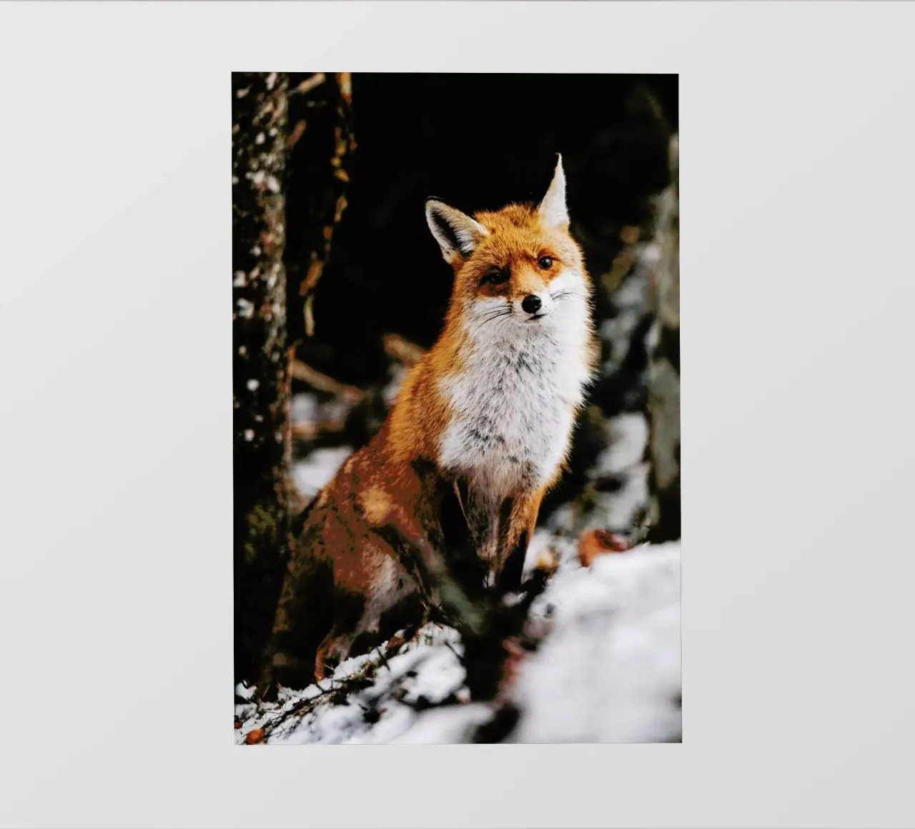 Red Fox pellicola backlit da EyeEm Mobile GmbH