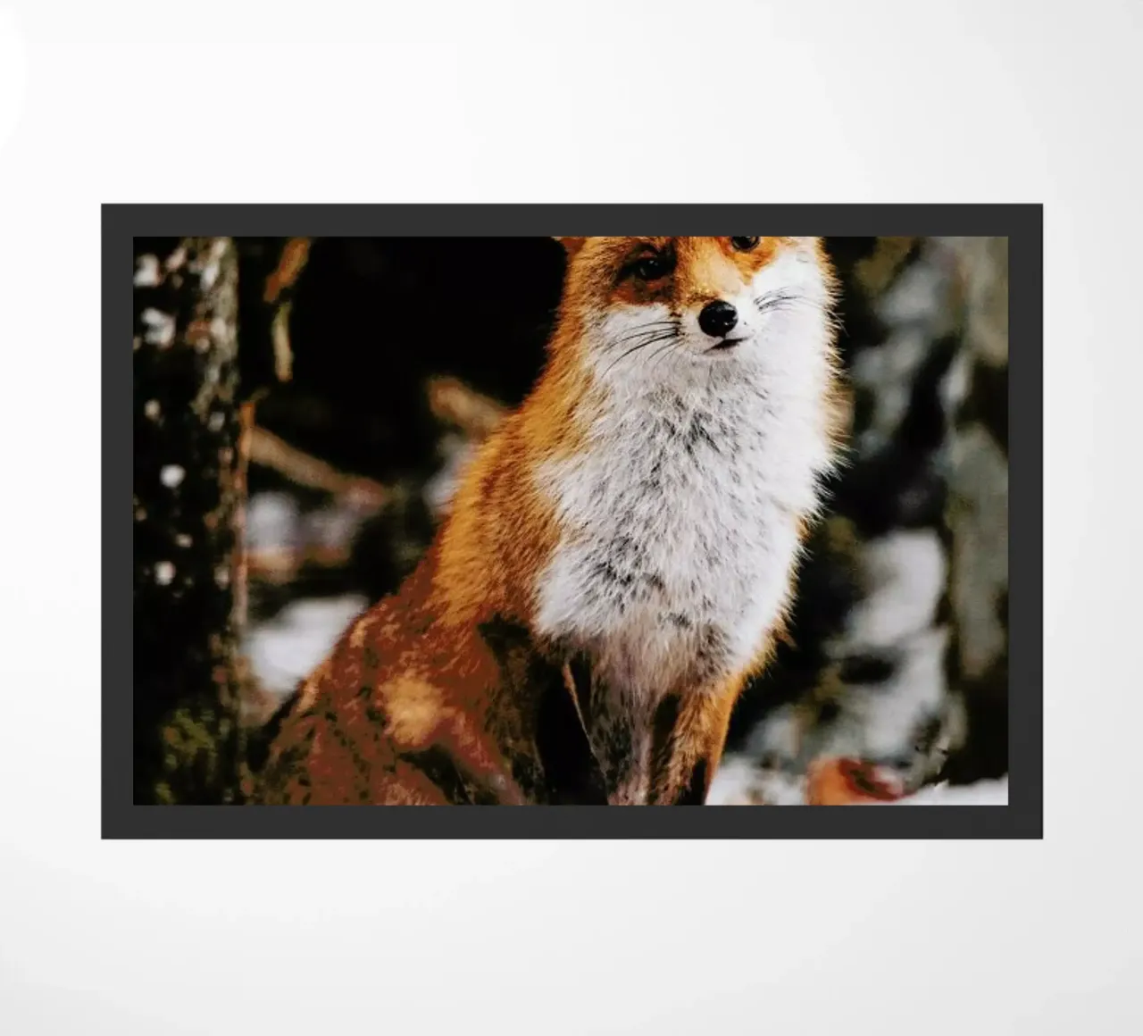 Red Fox zerbino da EyeEm Mobile GmbH