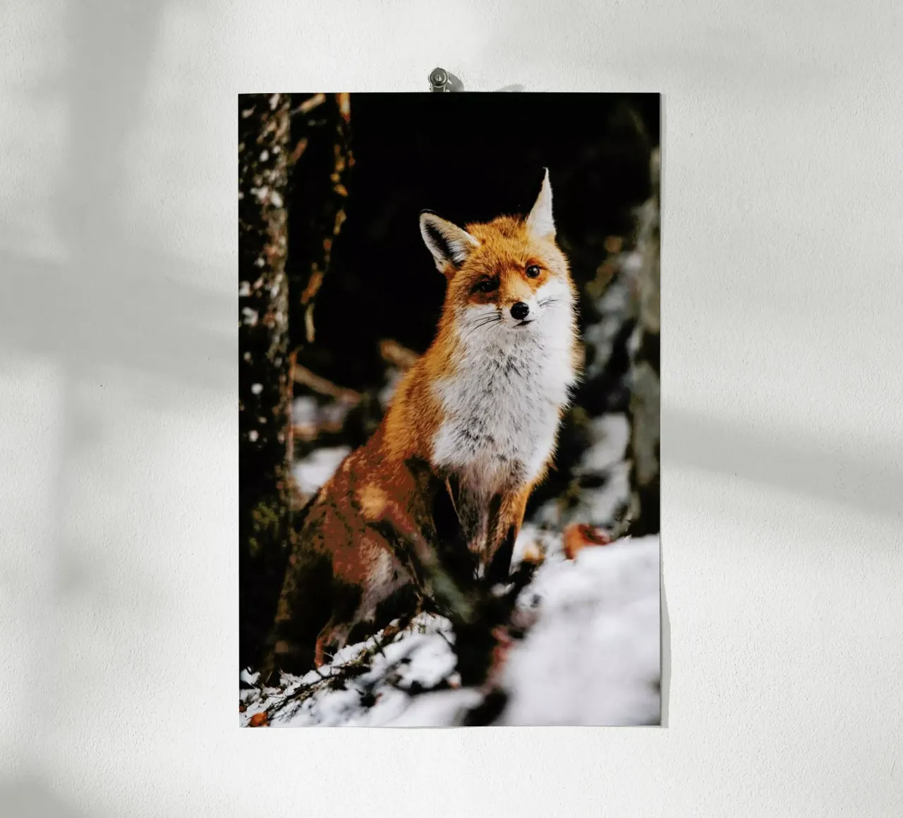 Red Fox poster da EyeEm Mobile GmbH