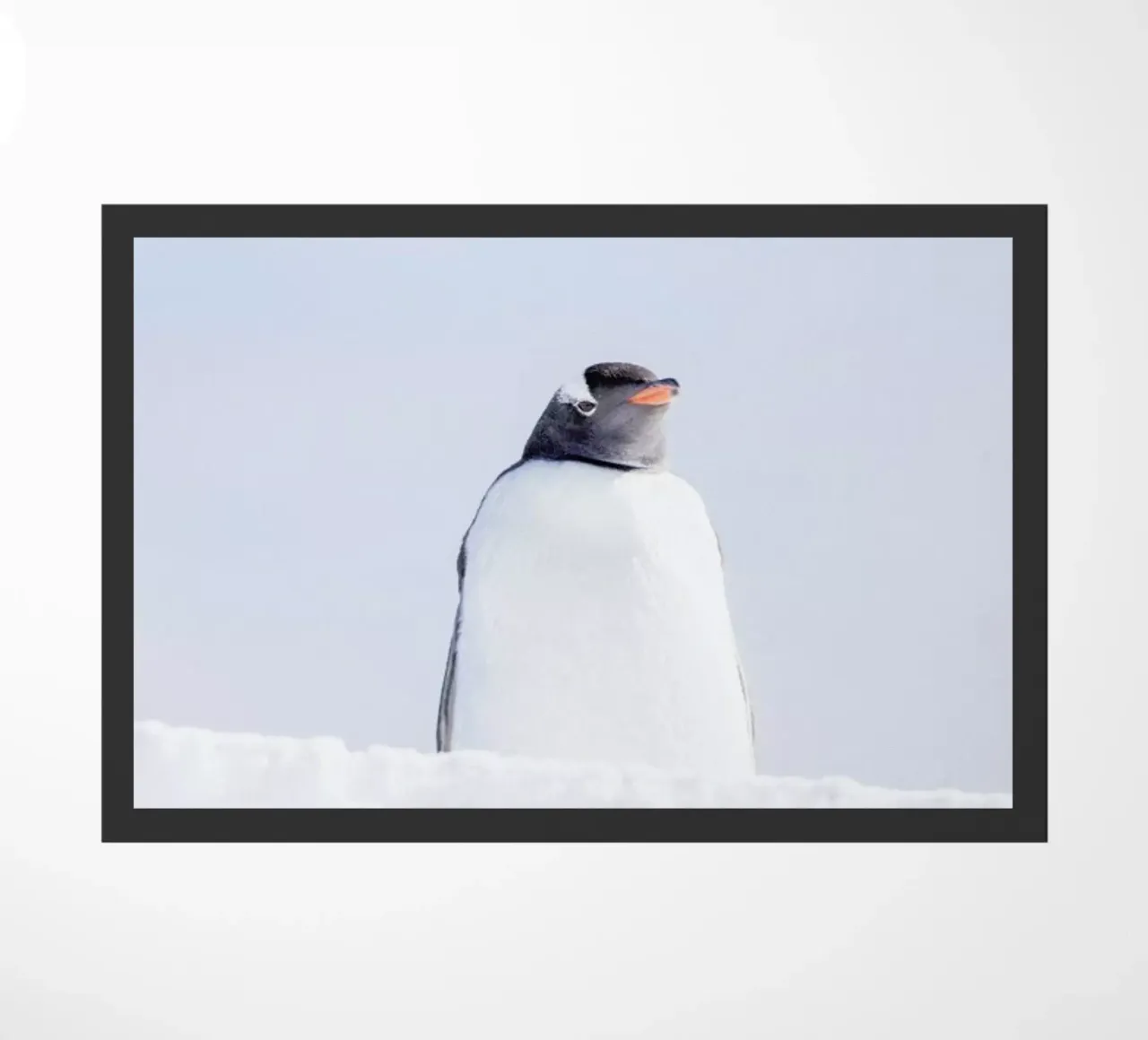 A Penguin Observes His Kingdom zerbino da EyeEm Mobile GmbH