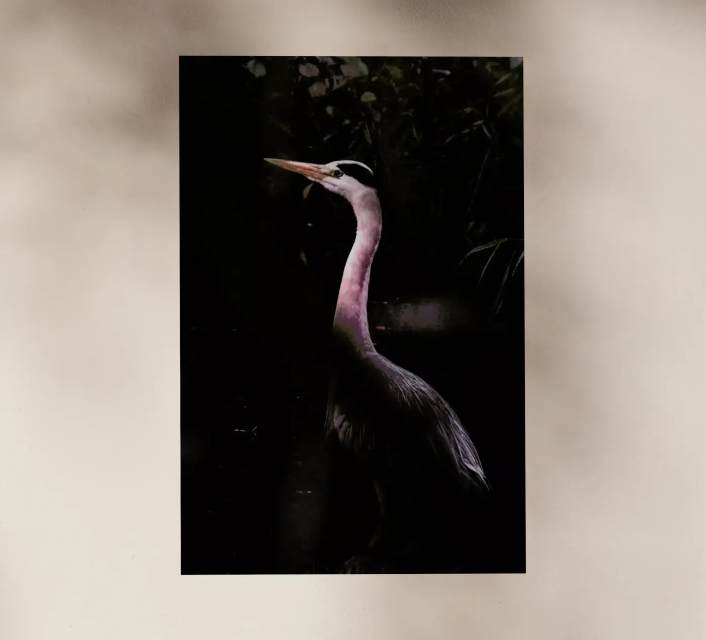 Stork pellicola backlit da Natural Kingdom