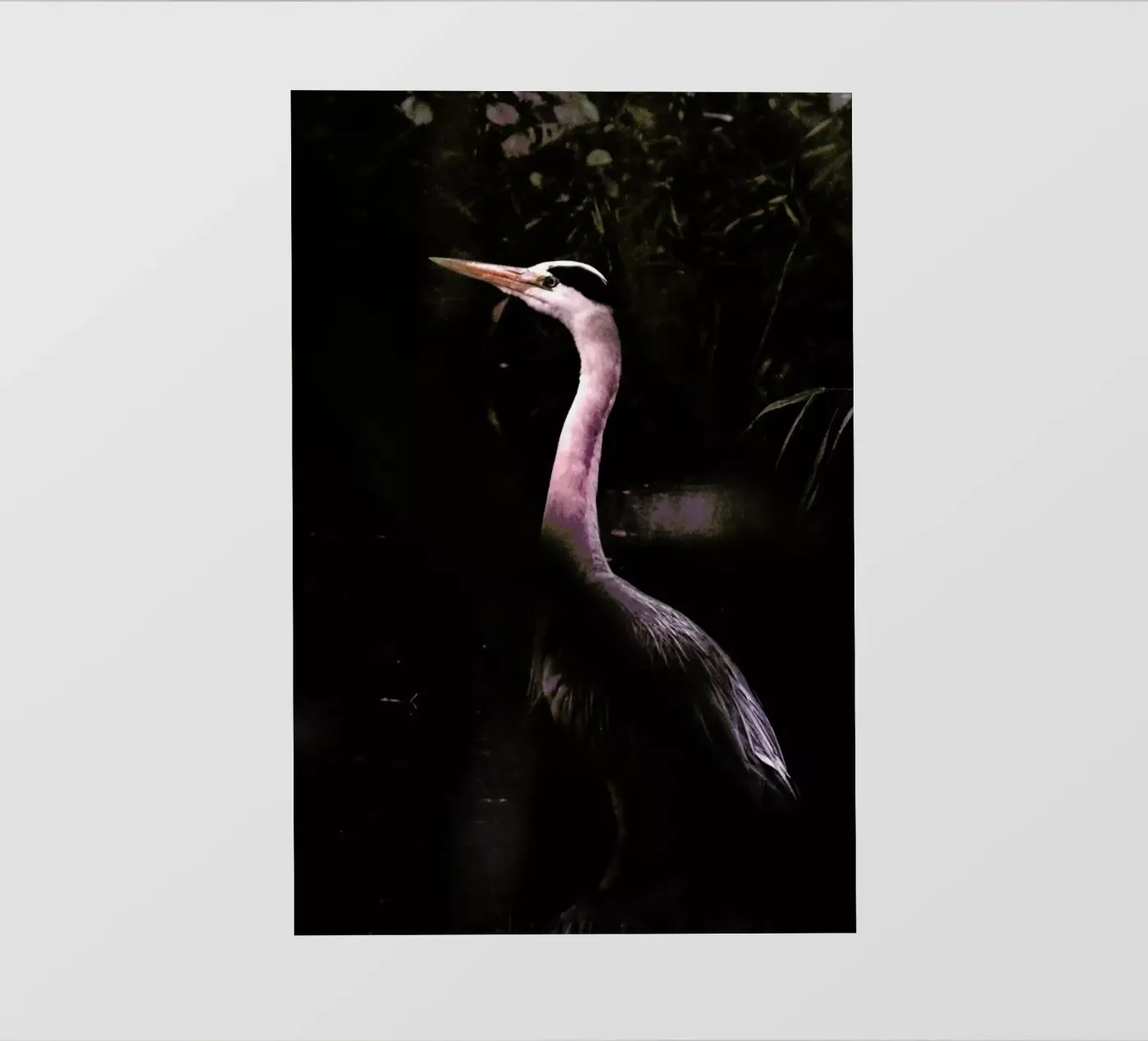 Stork pellicola backlit da Natural Kingdom