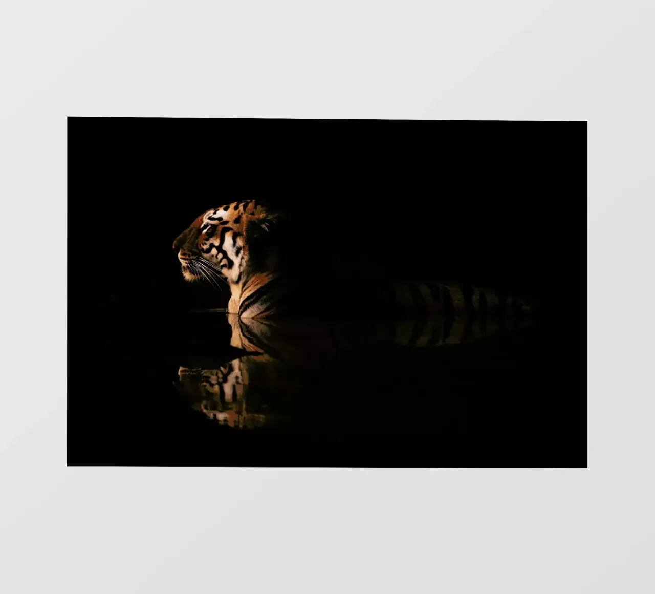 Big Cat Bathing pellicola backlit da Natural Kingdom