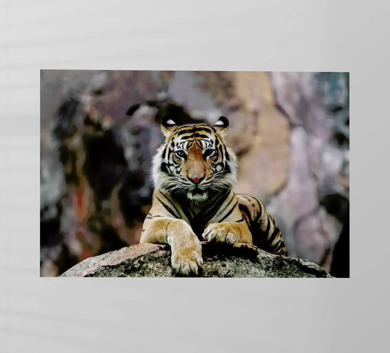 Resting Tiger pellicola backlit da Natural Kingdom