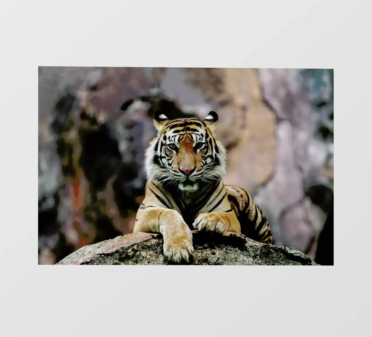 Resting Tiger pellicola backlit da Natural Kingdom