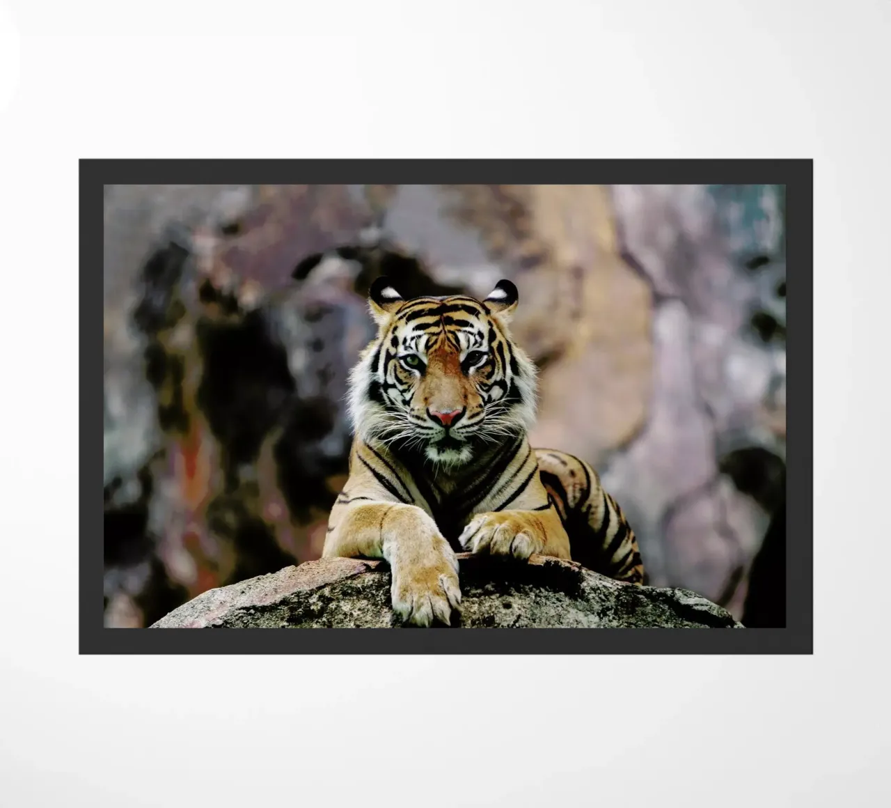 Resting Tiger zerbino da Natural Kingdom