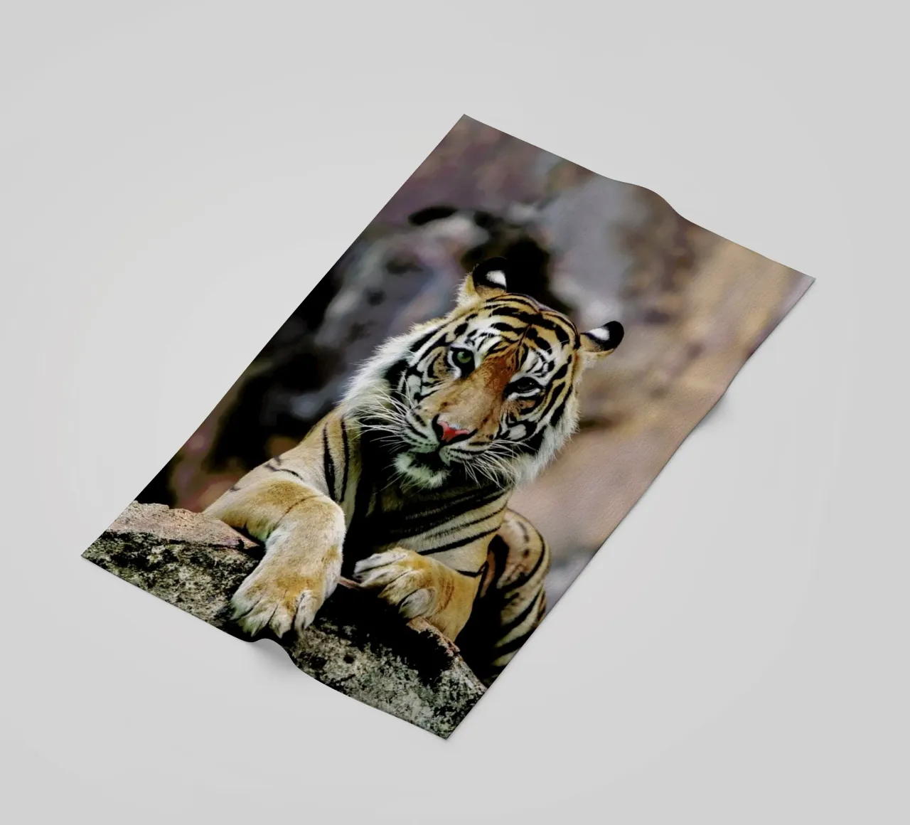 Resting Tiger telo mare da Natural Kingdom
