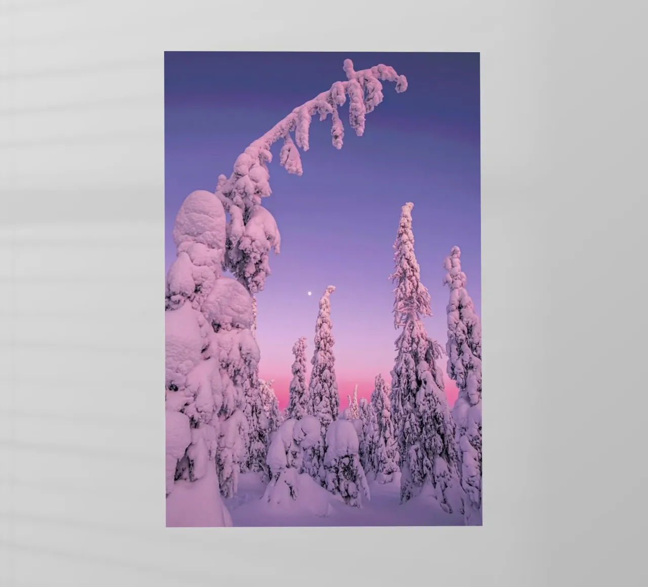 Coated Trees in Purple Light pellicola backlit da EyeEm Mobile GmbH