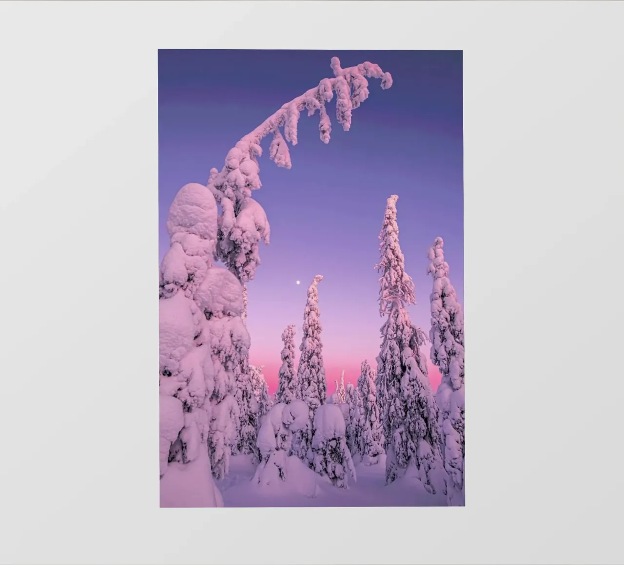 Coated Trees in Purple Light pellicola backlit da EyeEm Mobile GmbH