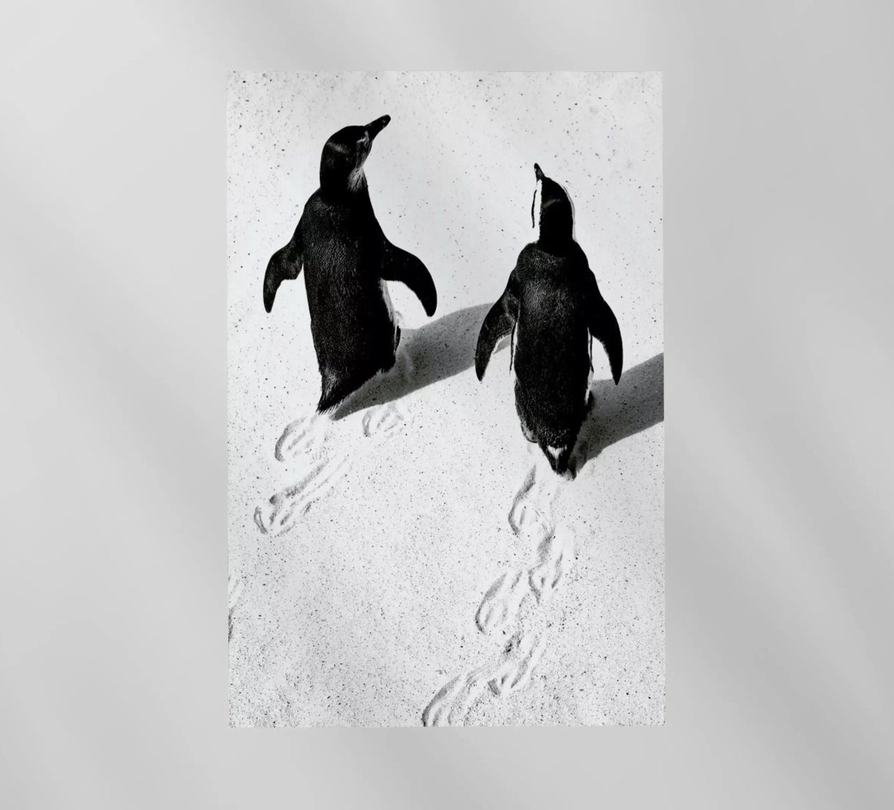 Journey Through Snow pellicola backlit da Natural Kingdom