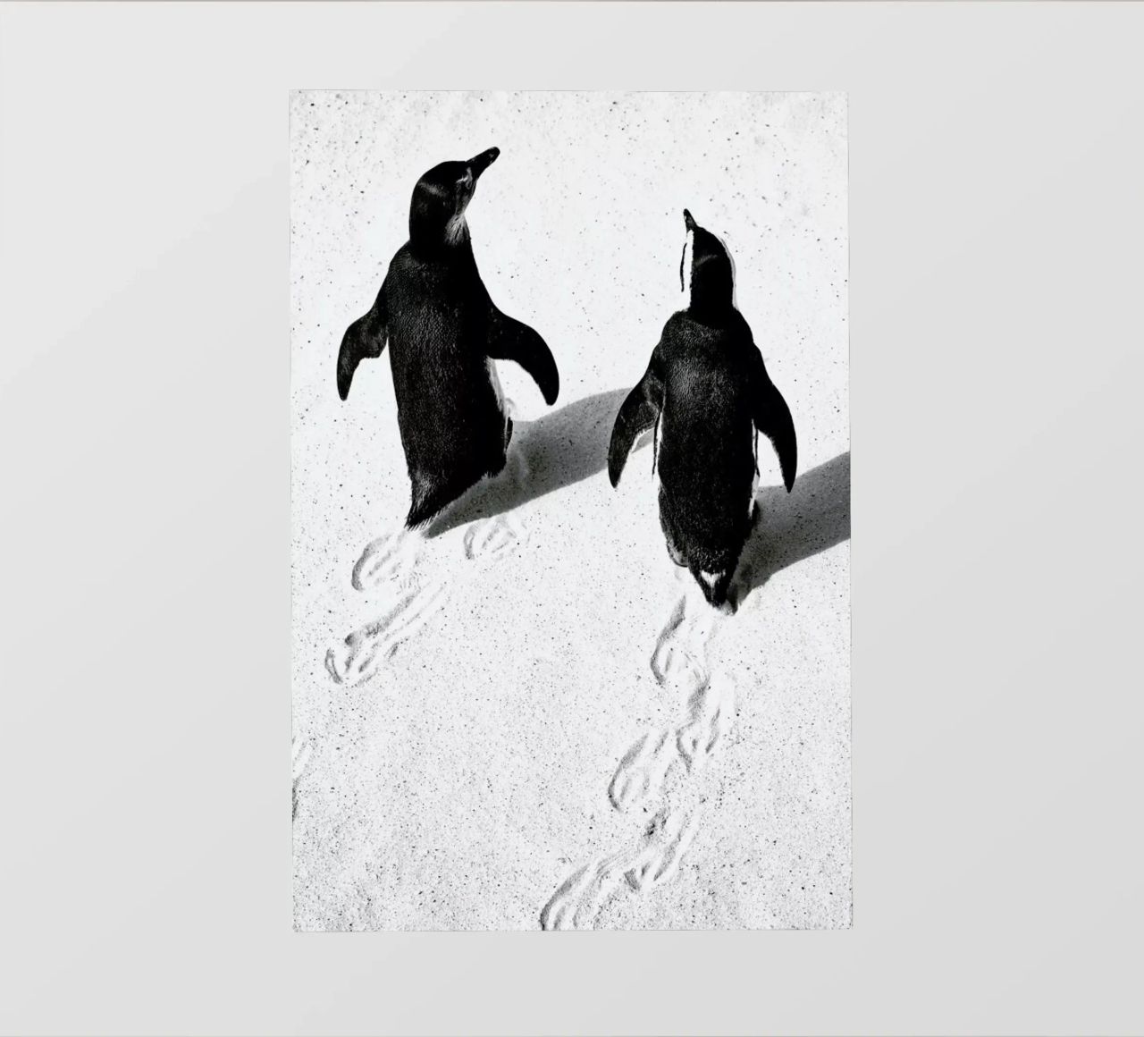 Journey Through Snow pellicola backlit da Natural Kingdom
