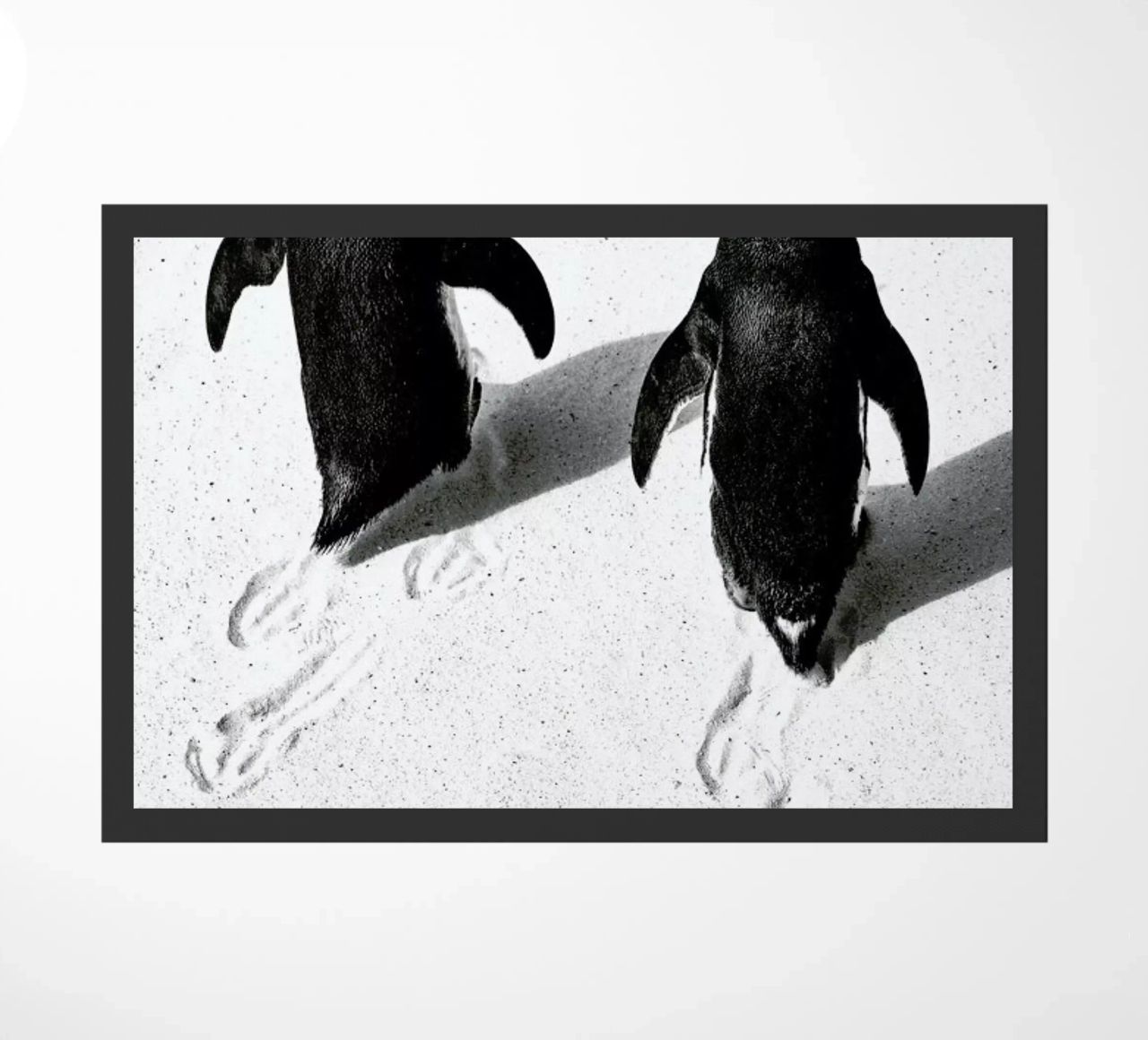 Journey Through Snow zerbino da Natural Kingdom