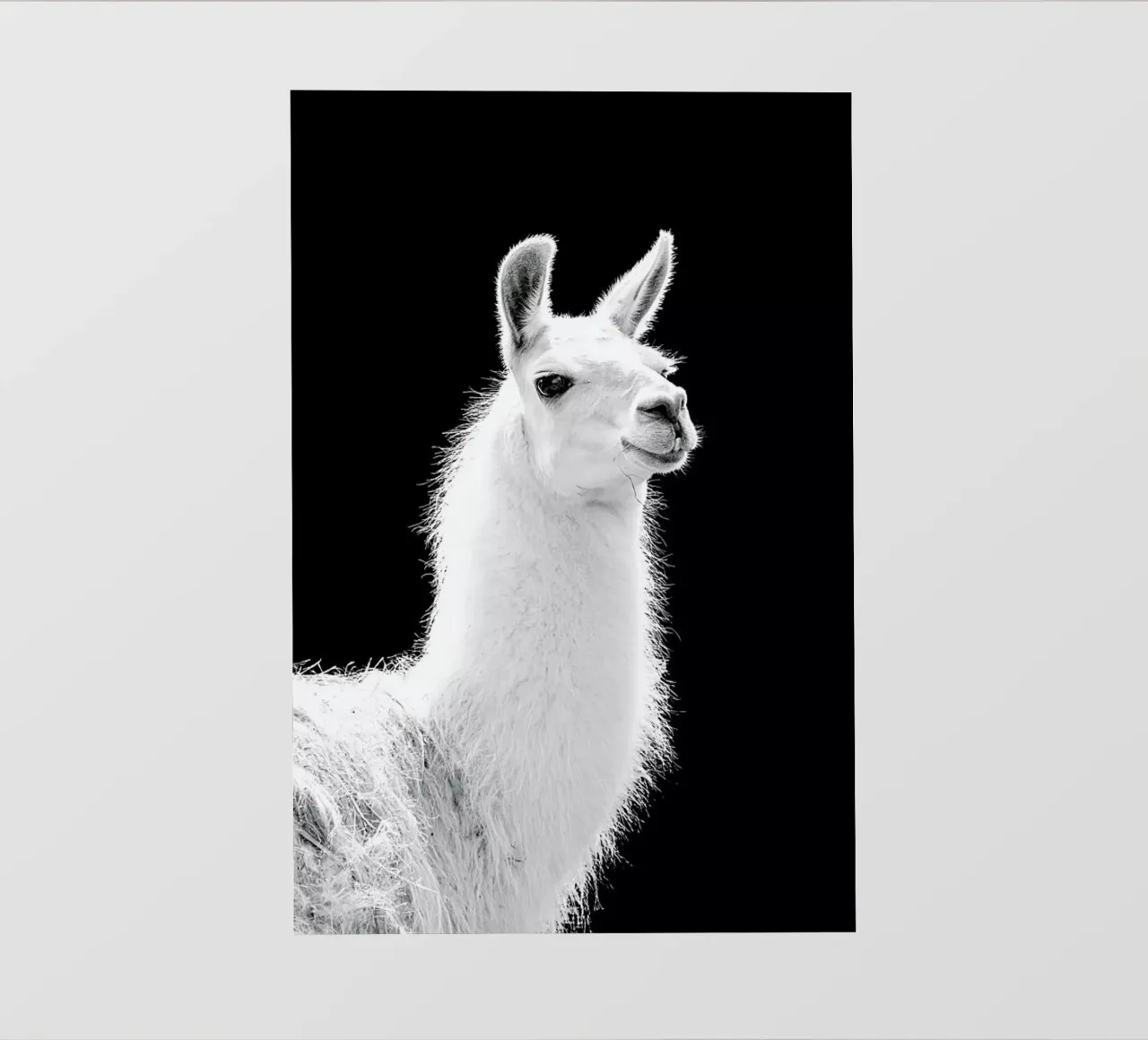 Llama pellicola backlit da Natural Kingdom