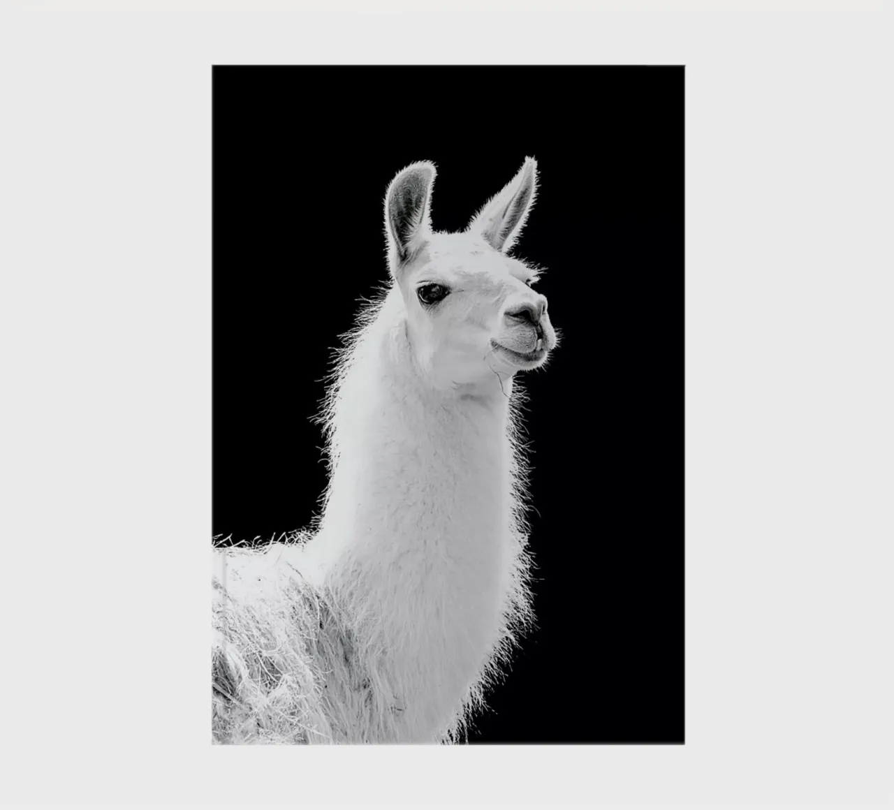Llama notebook by Natural Kingdom
