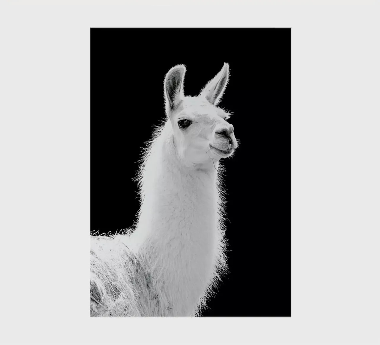 Llama notebook by Natural Kingdom