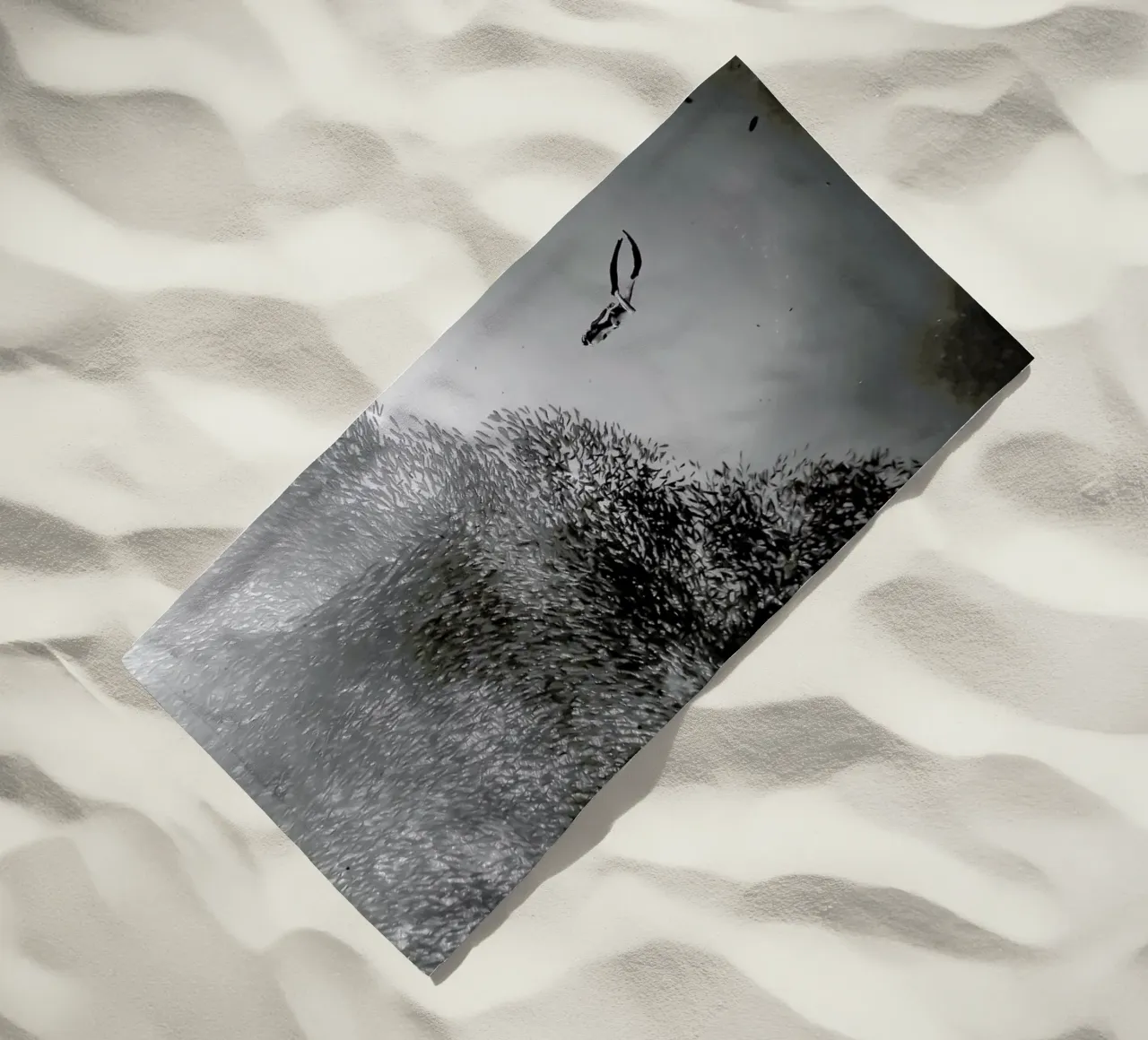 Diving Deep @Niccolo_Stevens telo mare da EyeEm Mobile GmbH