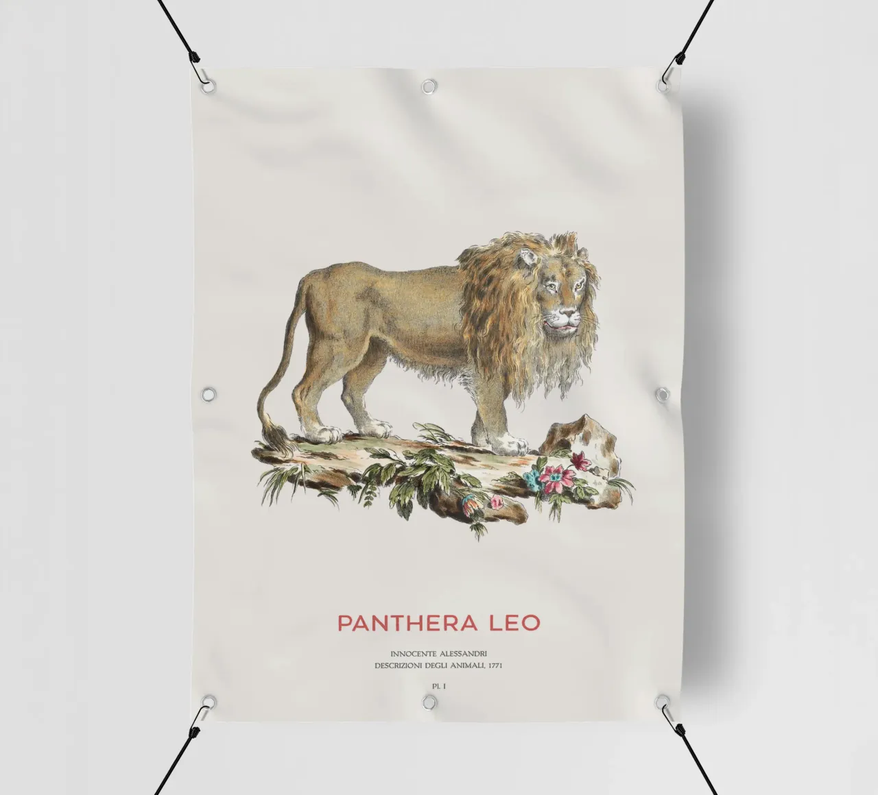 Leone Illustrazione scientifica d'epoca telo in pvc da Vintagrafica