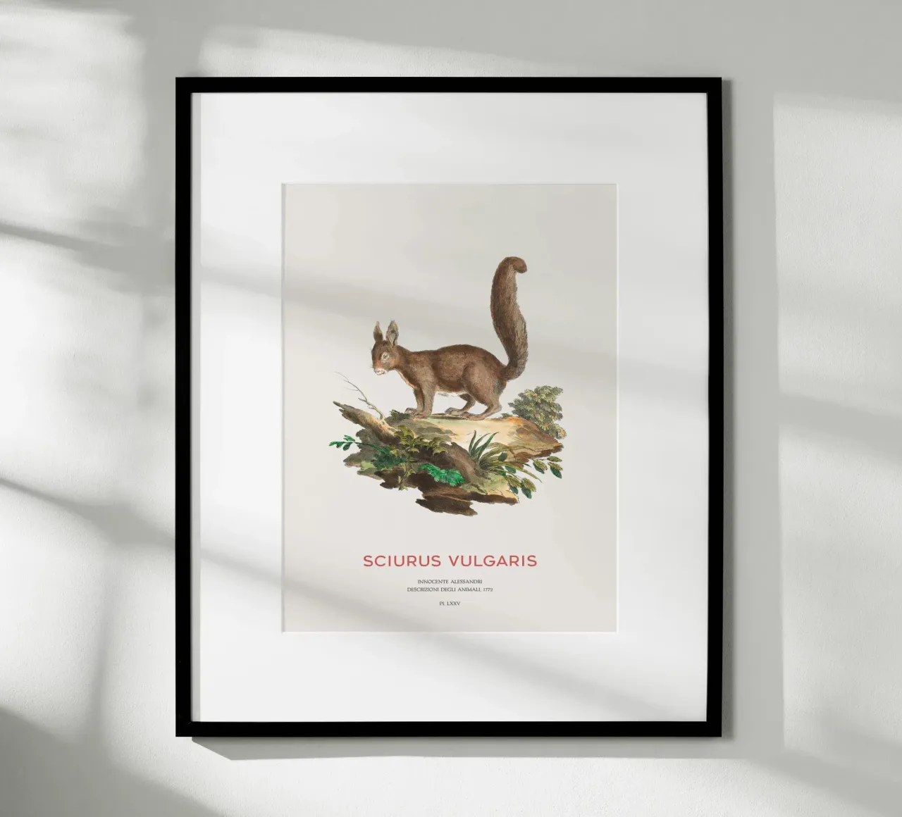 Studio d'arte dello scoiattolo rosso poster da Vintagrafica