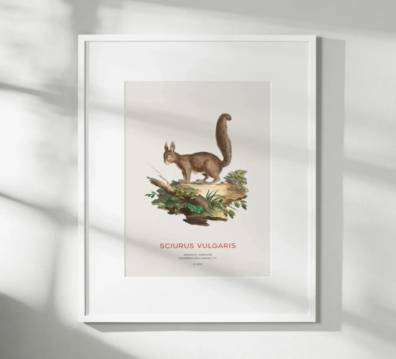 Studio d'arte dello scoiattolo rosso poster da Vintagrafica