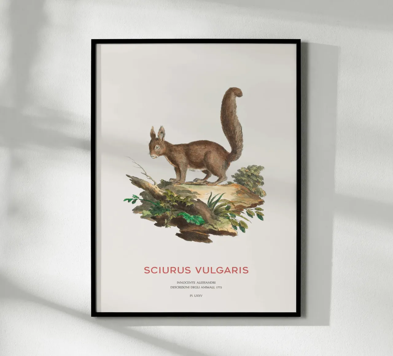 Studio d'arte dello scoiattolo rosso poster da Vintagrafica